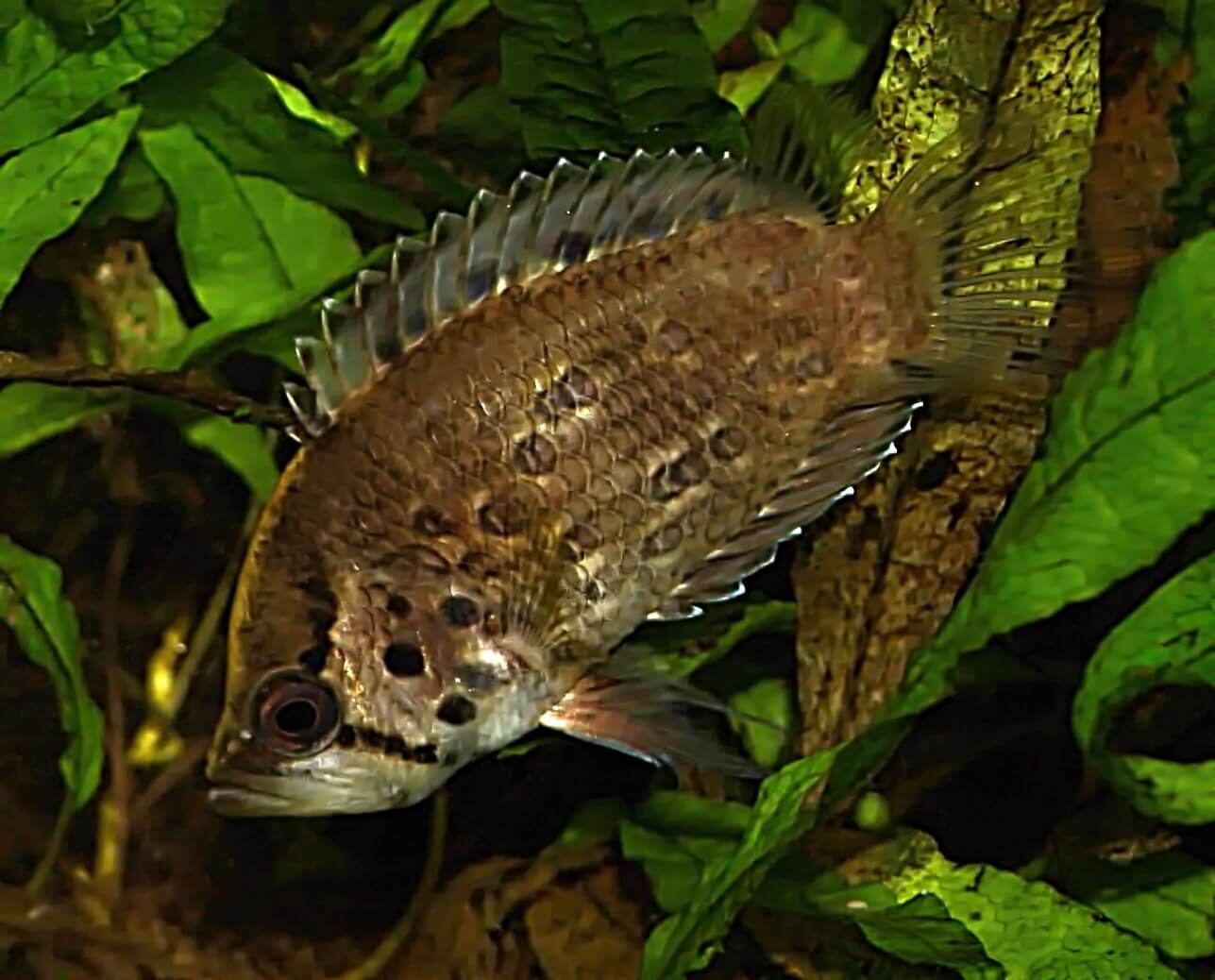 Polycentrus schomburgki