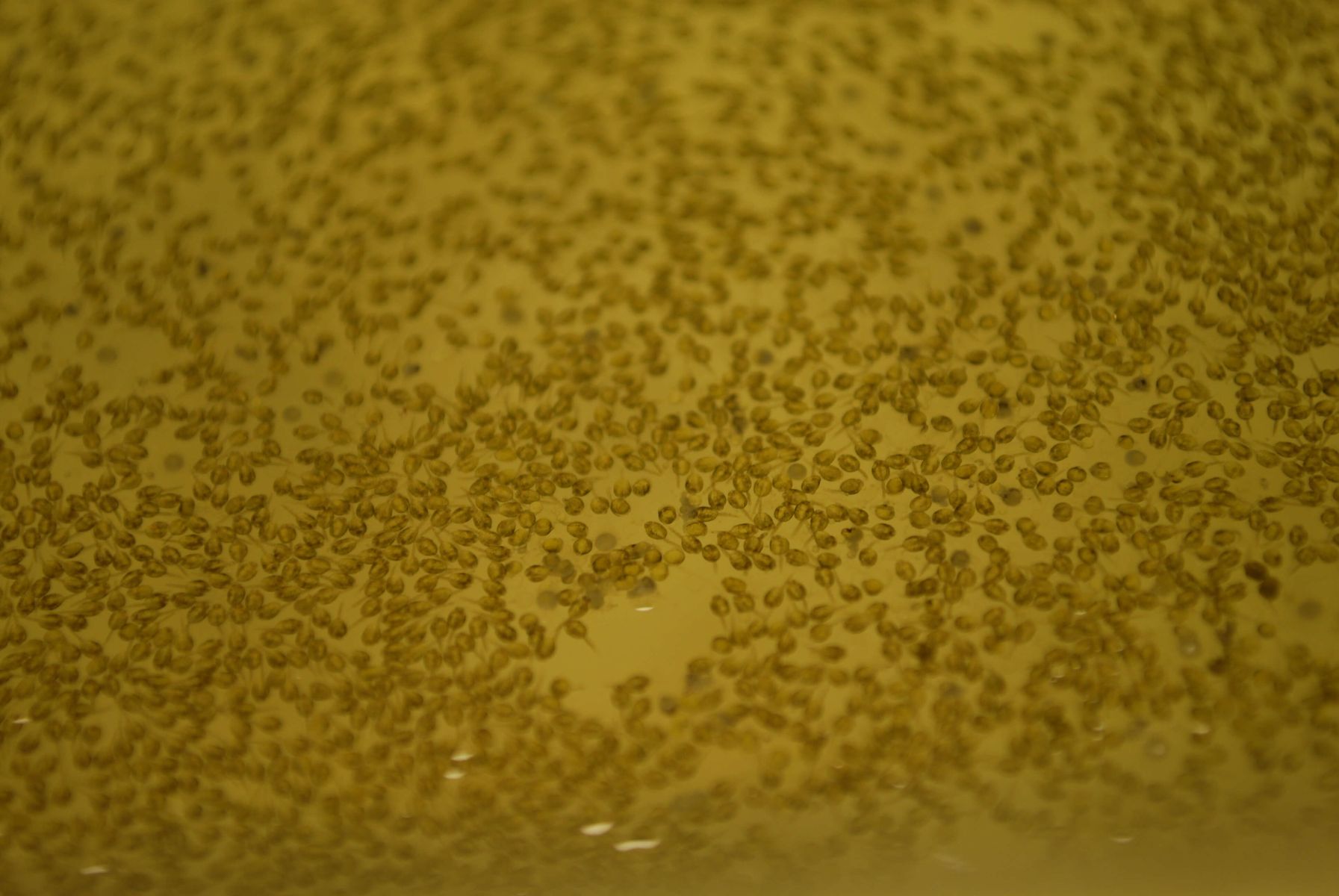 Narybek pierwszy dzień