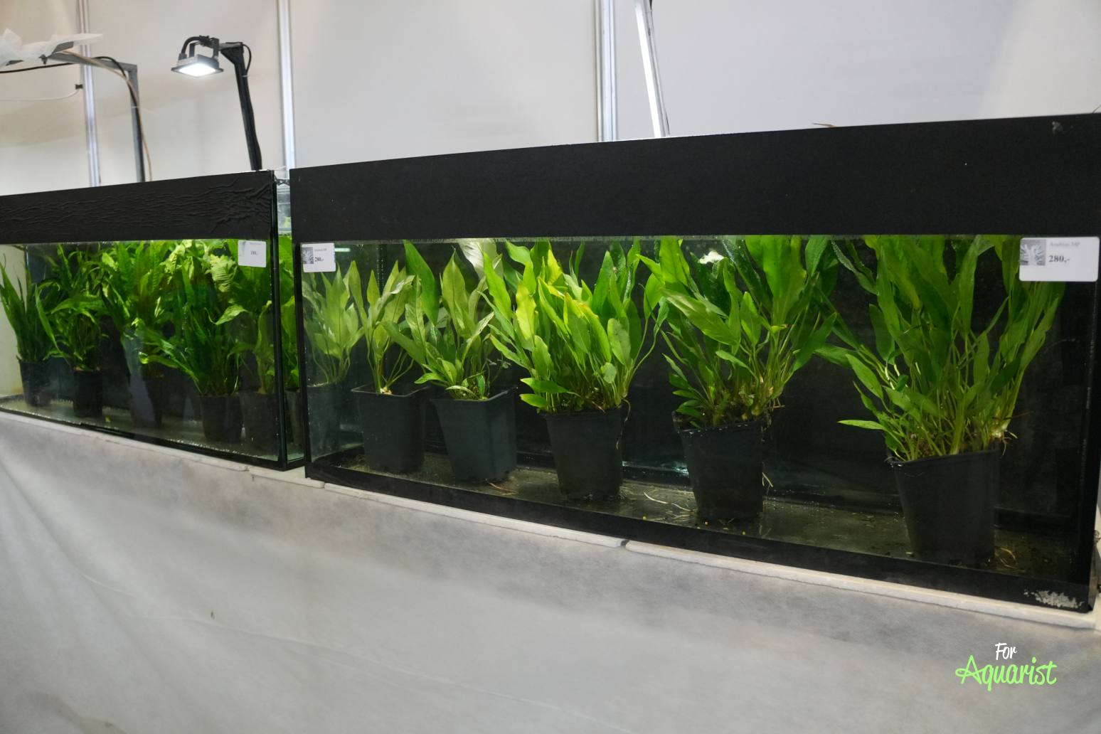 Predaj rastlín pána Hořánka