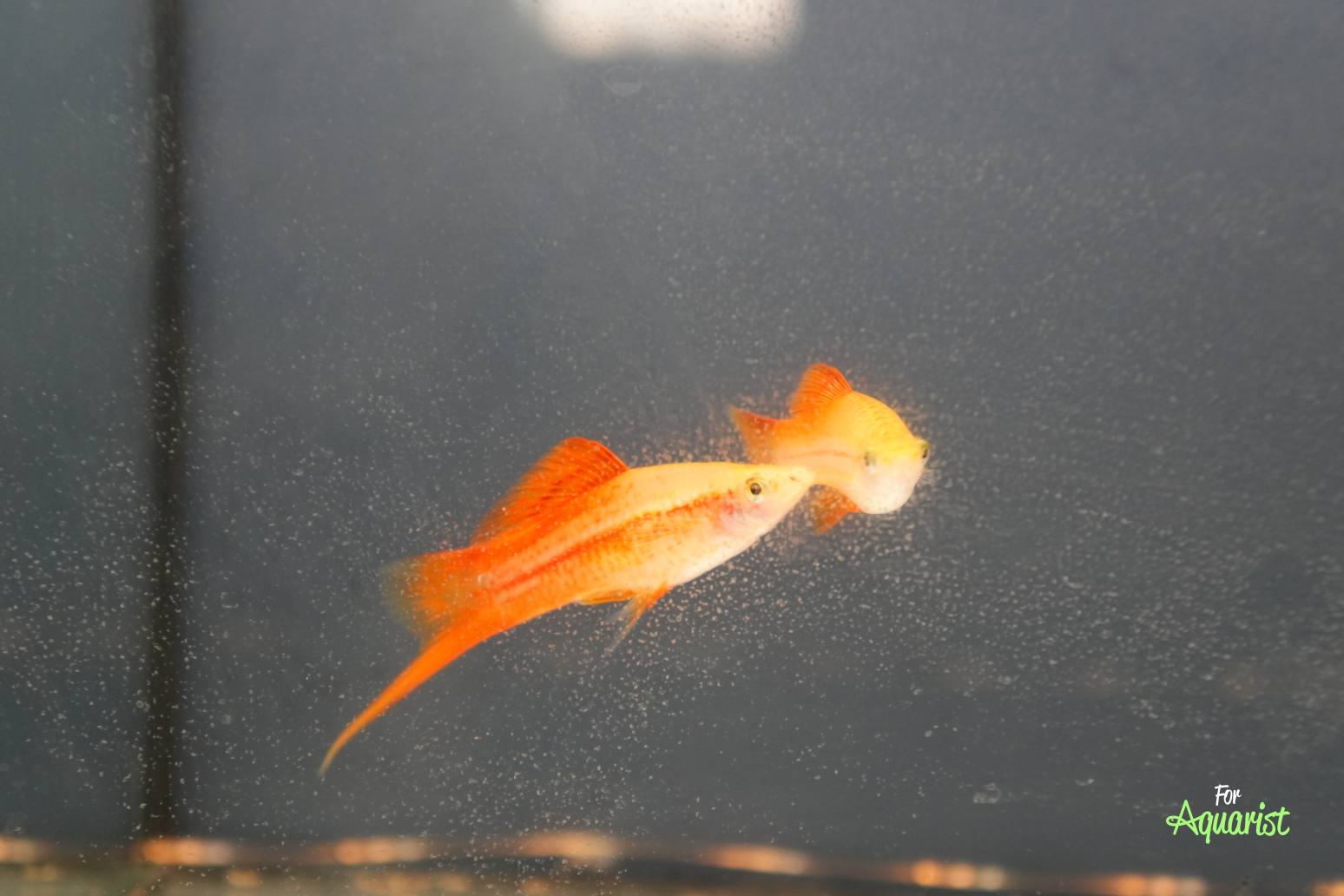 Krásne farby mečoviek. Na snímku odchovy Oldy Voltra