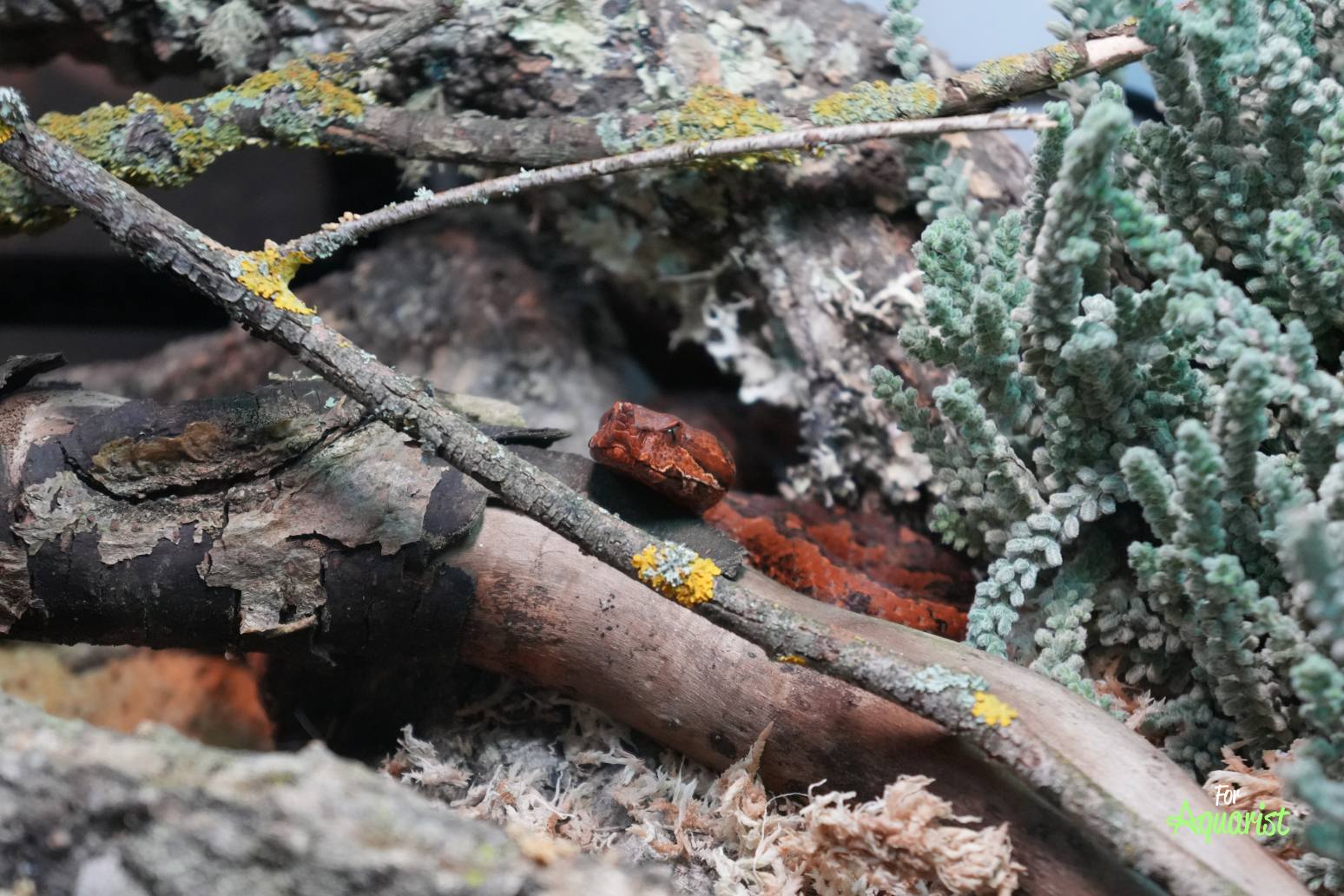 Na výstave bola aj krásna terárijná expozícia