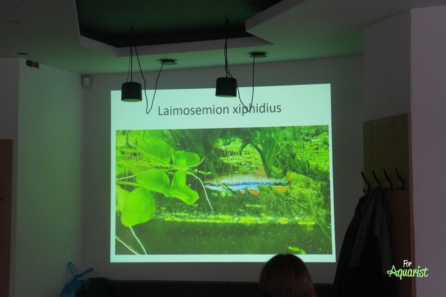 Cyperus: O halančíkach..