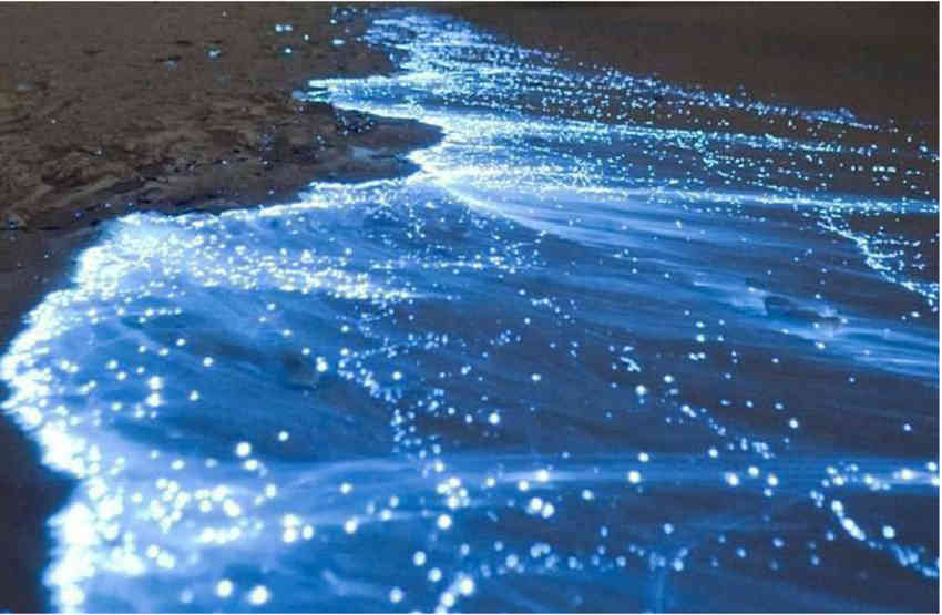 Noctiluca scintillans - Ciekawostki ze świata podwodnego: świecące krewetki