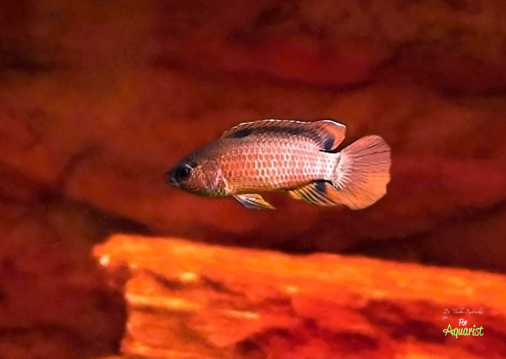 Badis singenensis samec