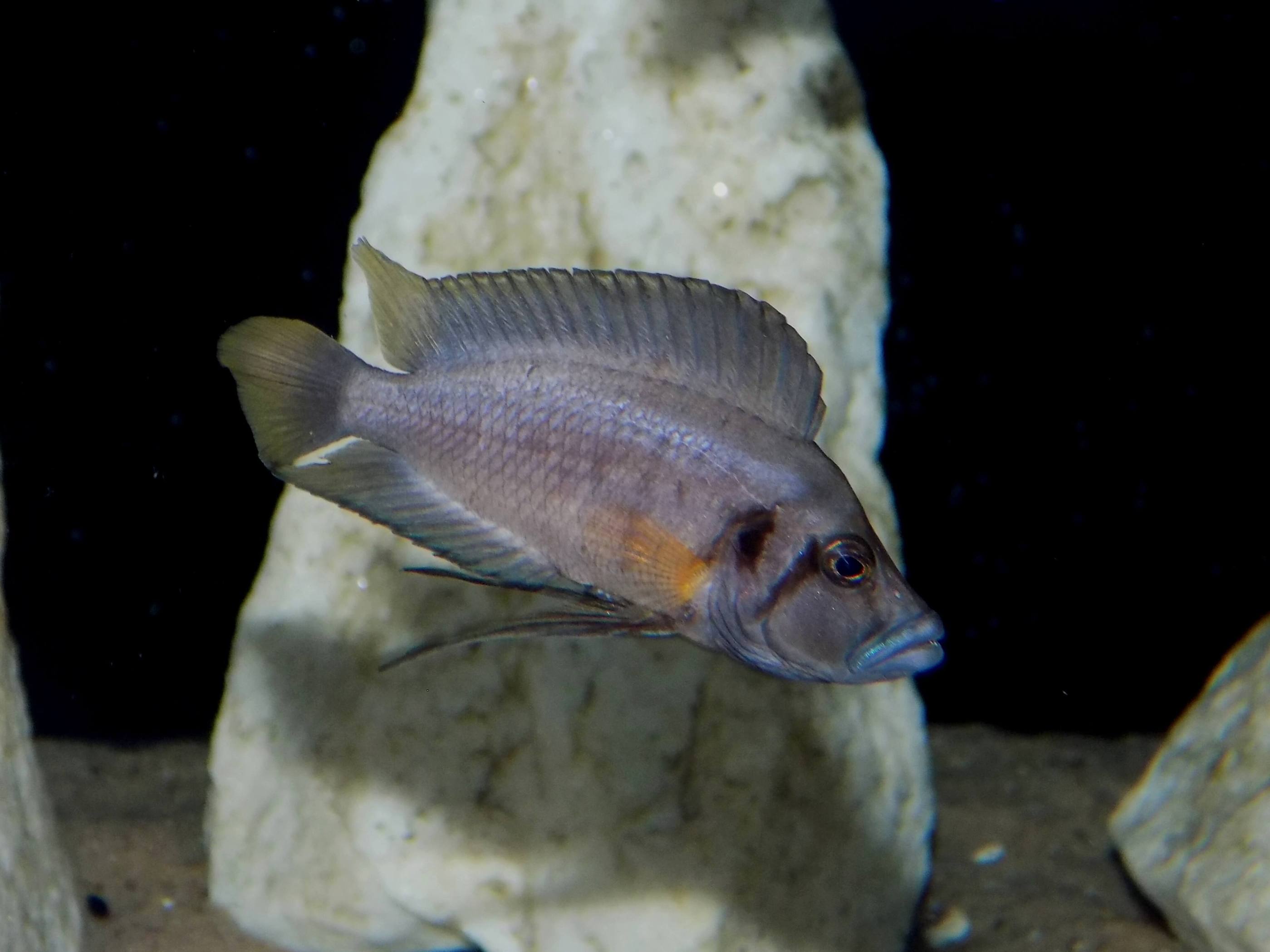Altolamprologus compressiceps shell - samec