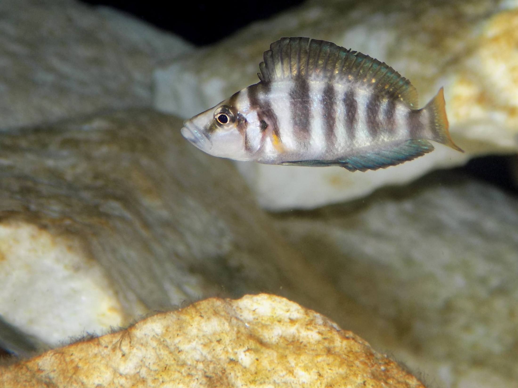 Altolamprologus compressiceps shell - samica