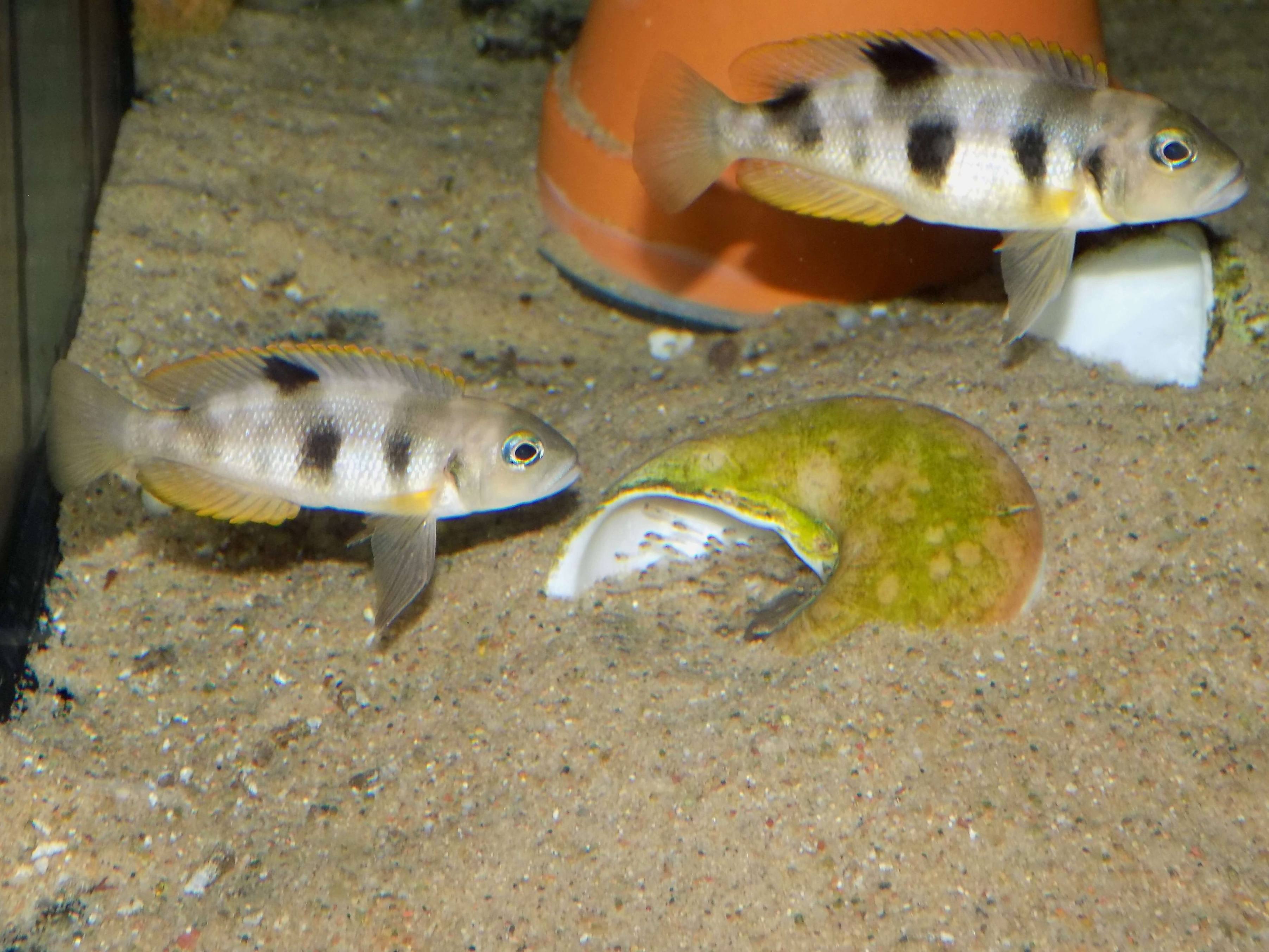 Lamprologus boulengeri - pár s potěrom