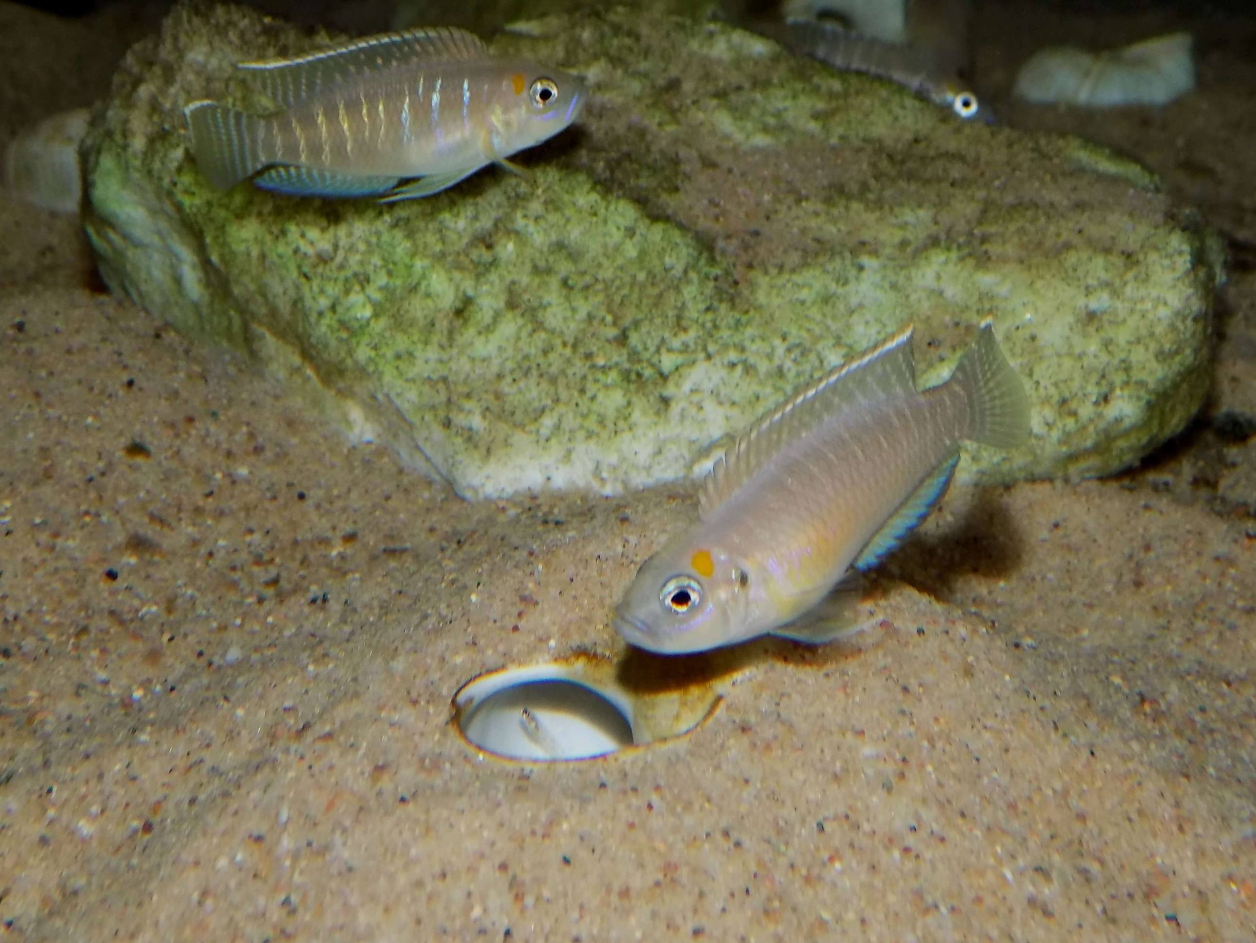 Lamprologus brevis Kipili - pár