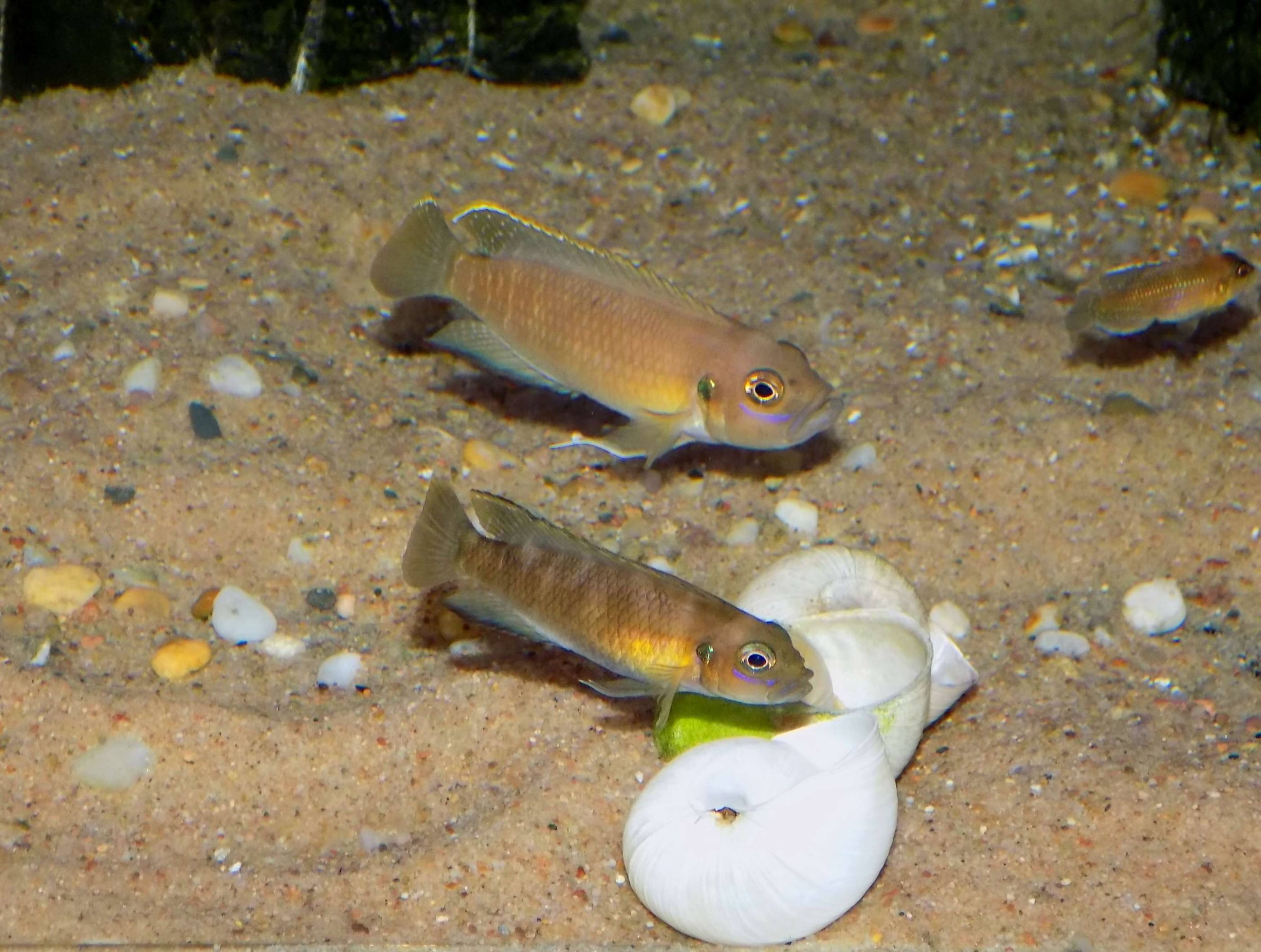 Lamprologus brevis Kitumba - pár