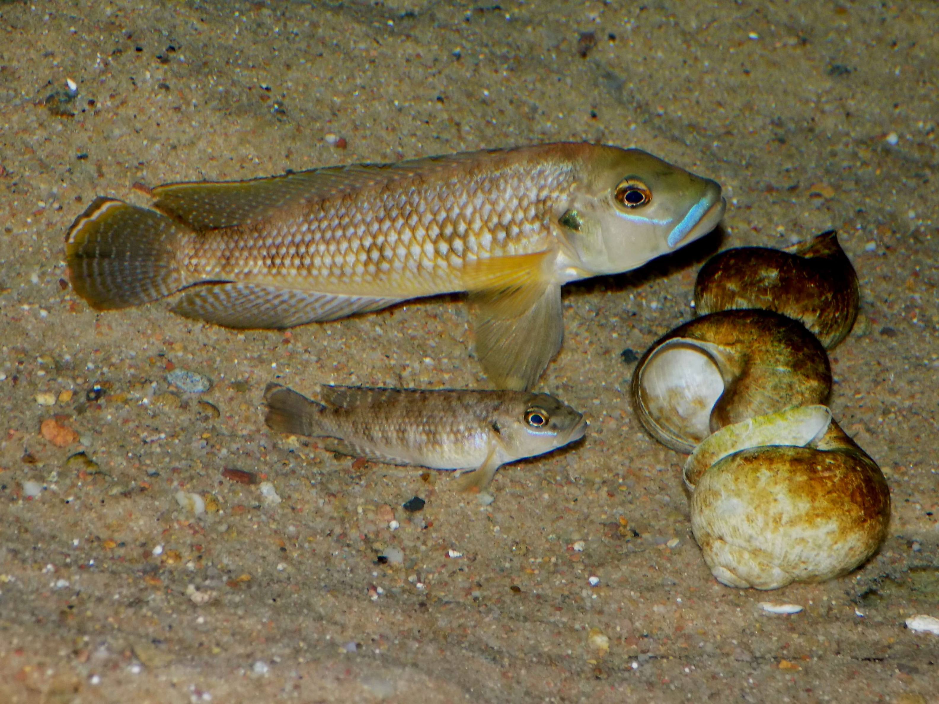 Lamprologus callipterus - pár