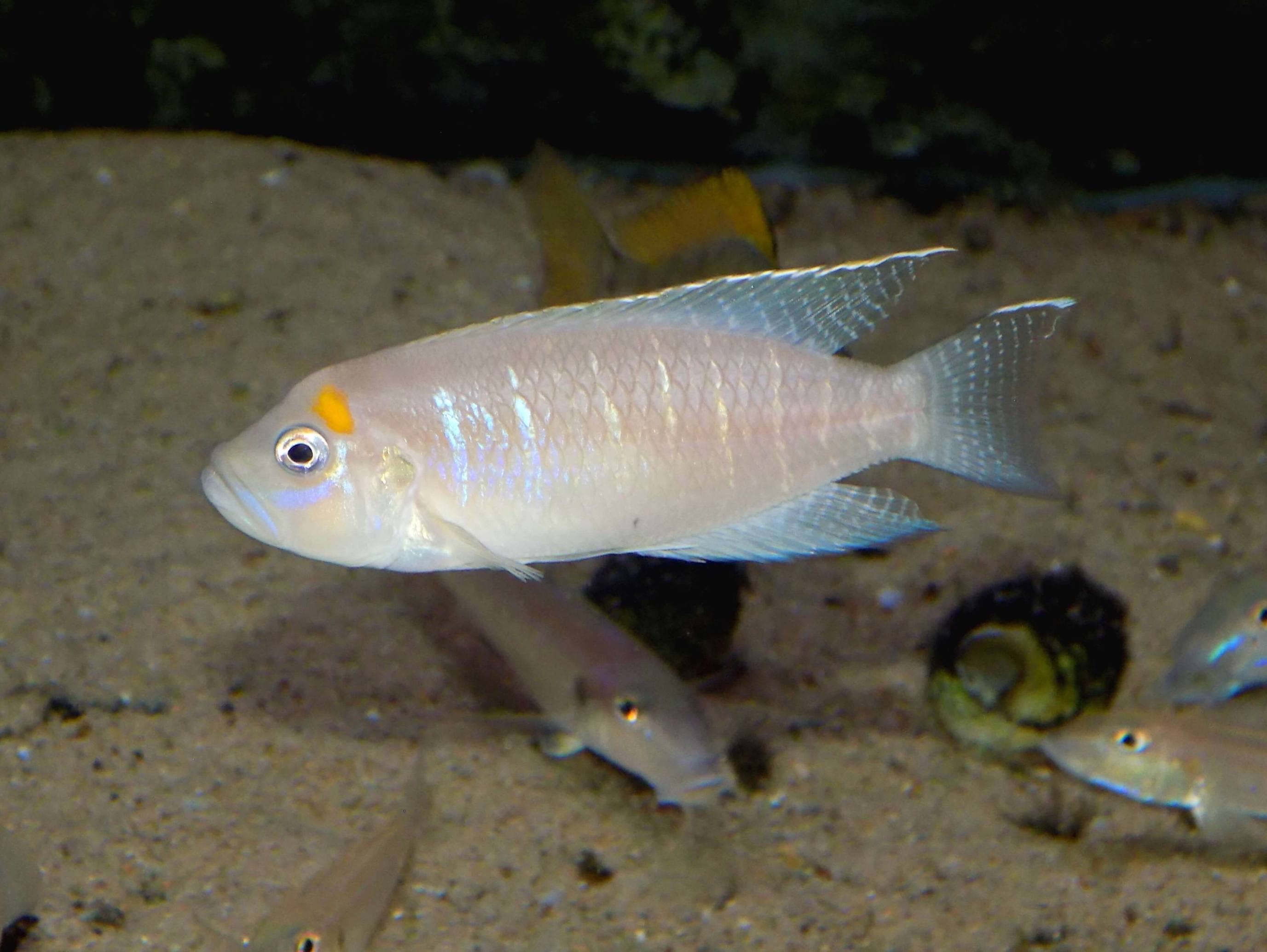 Lamprologus calliurus - samec