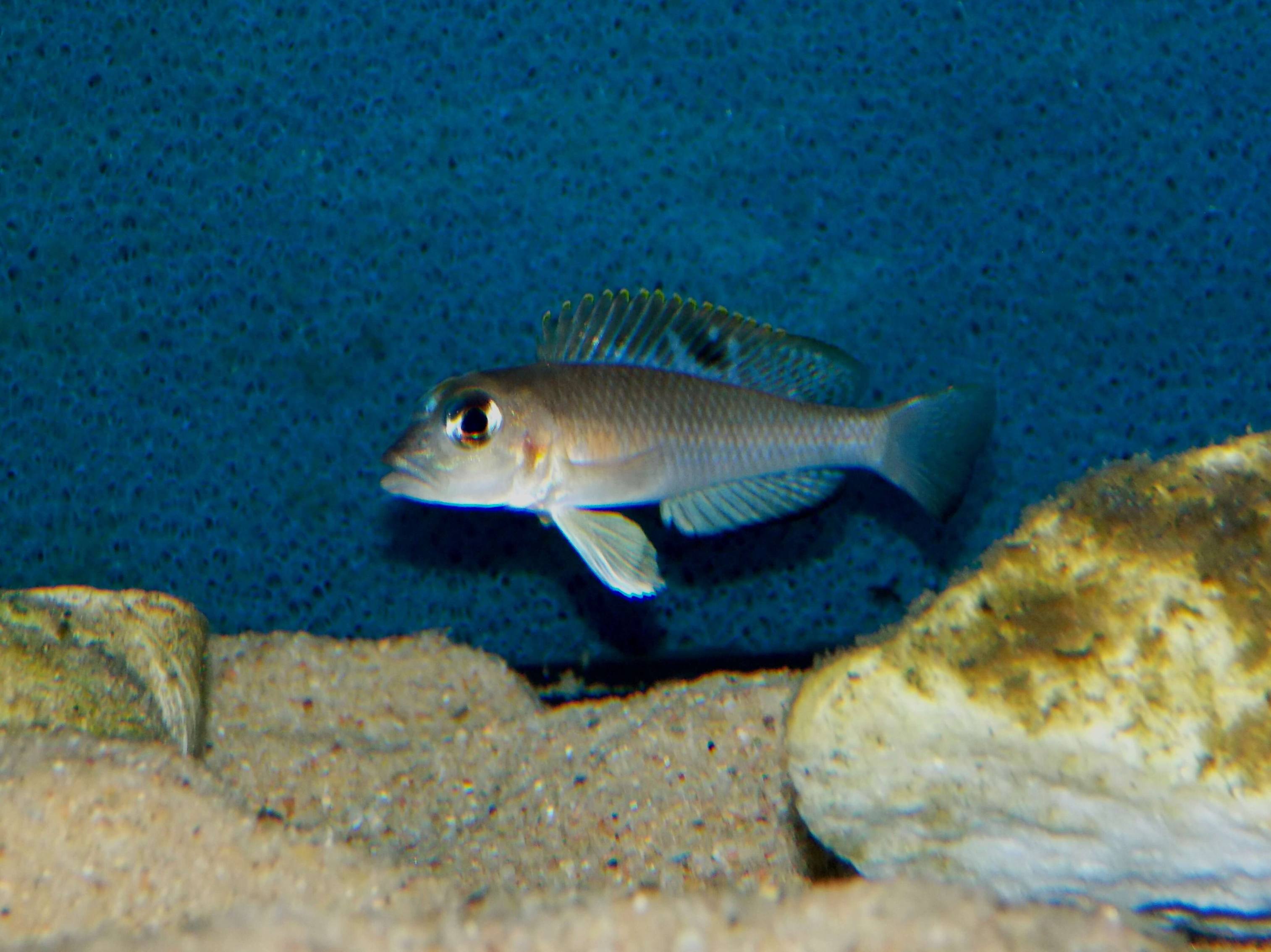 Lamprologus kungweensis - samec