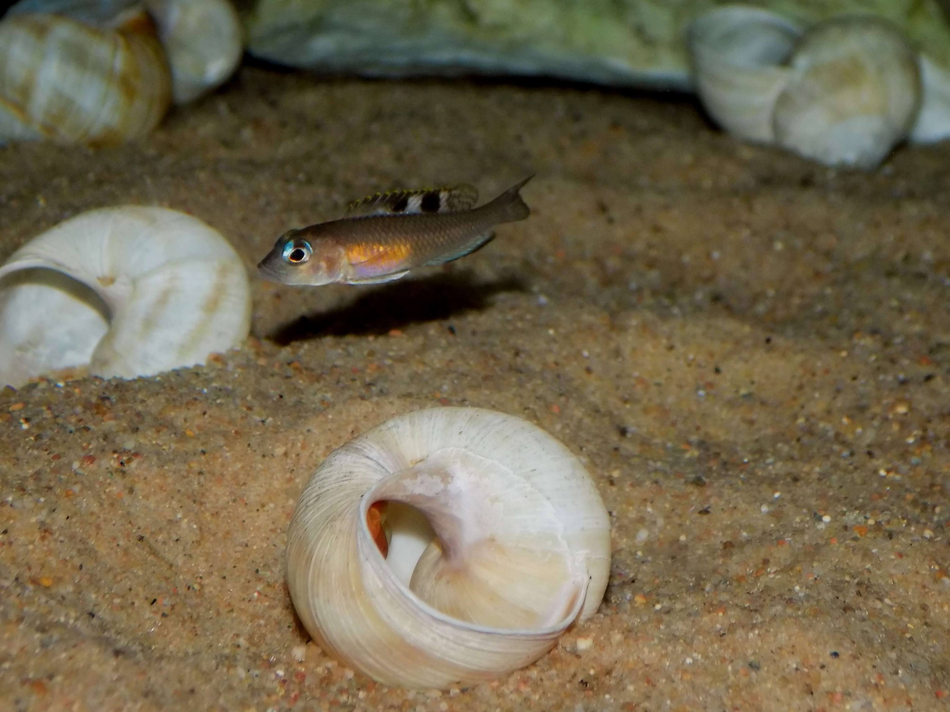 Lamprologus kungweensis - samica