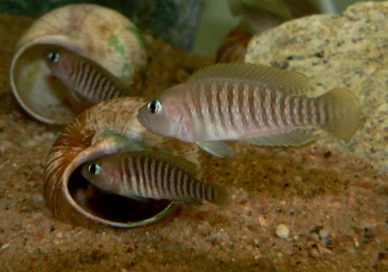 Lamprologus multifasciatus