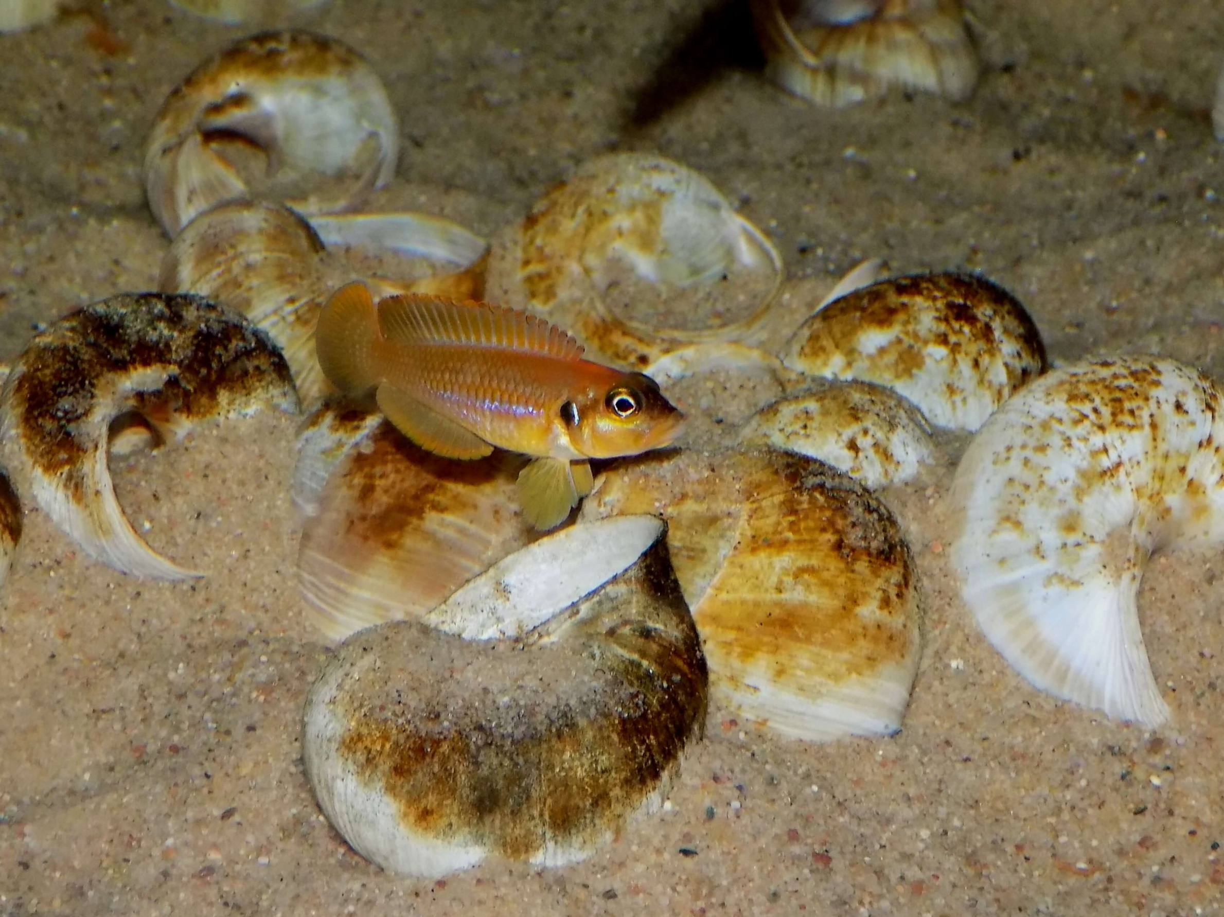 Lamprologus signatus Chimba - samica