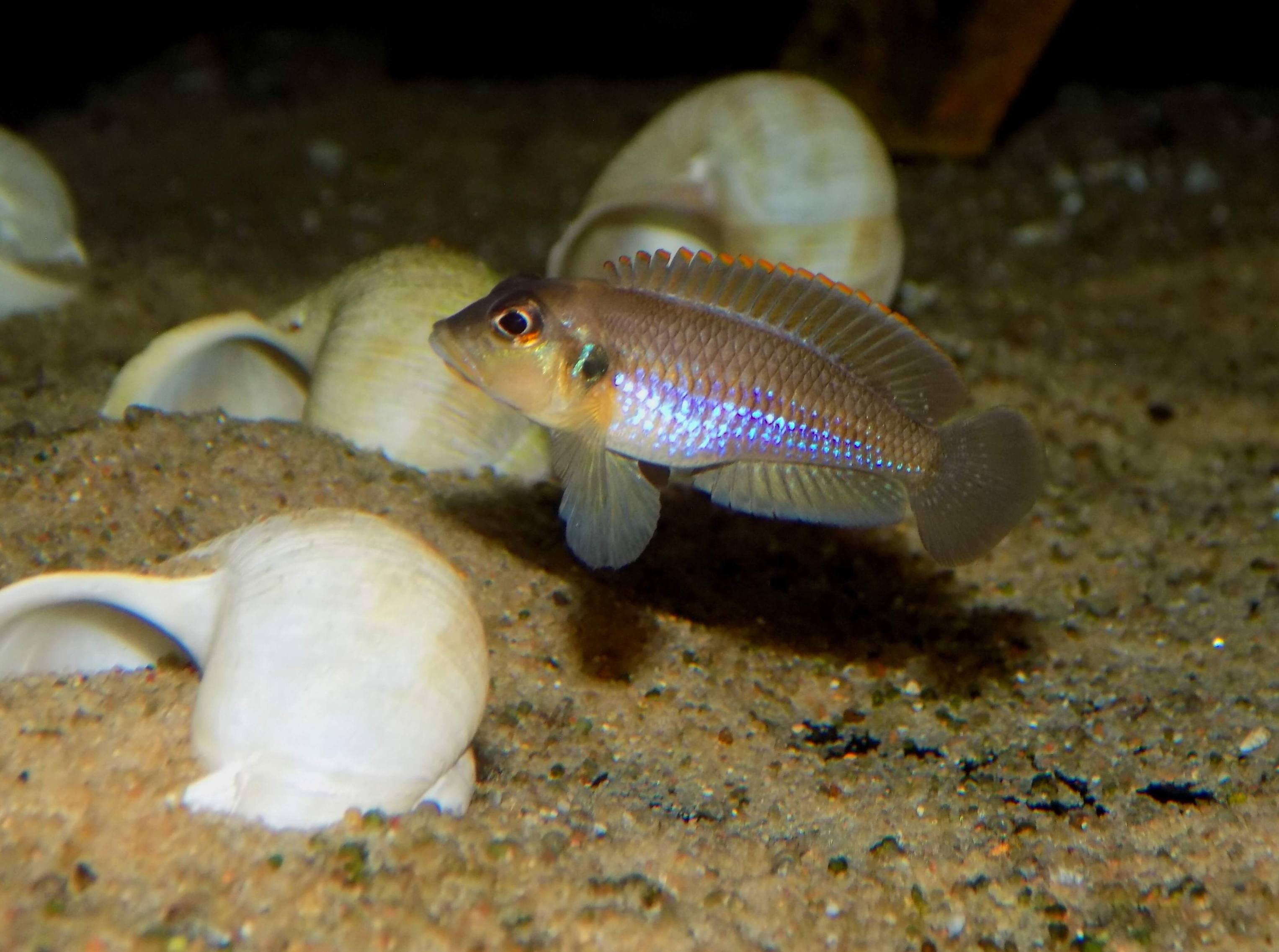 Lamprologus ocellatus - samec