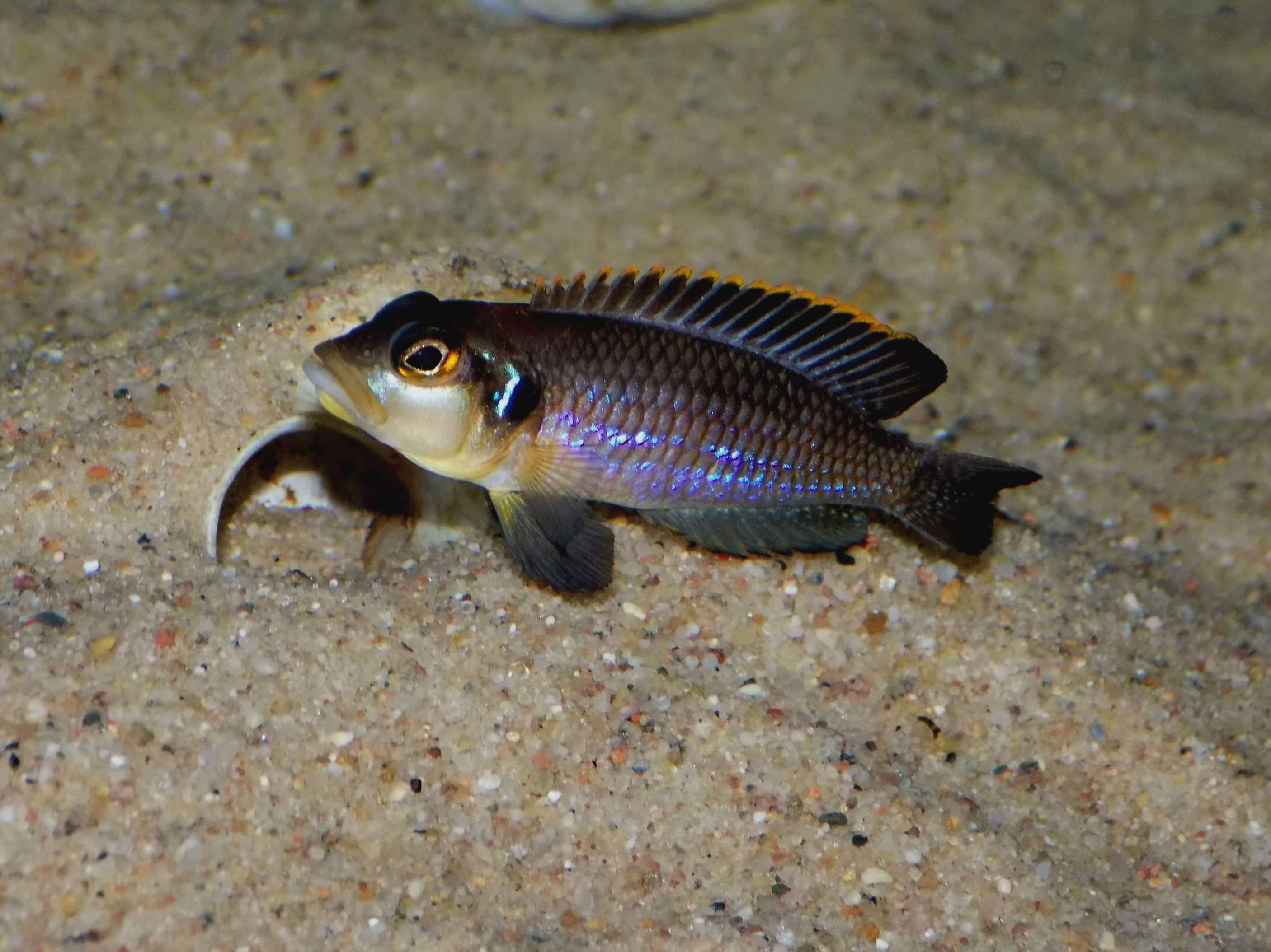 Lamprologus ocellatus - samica