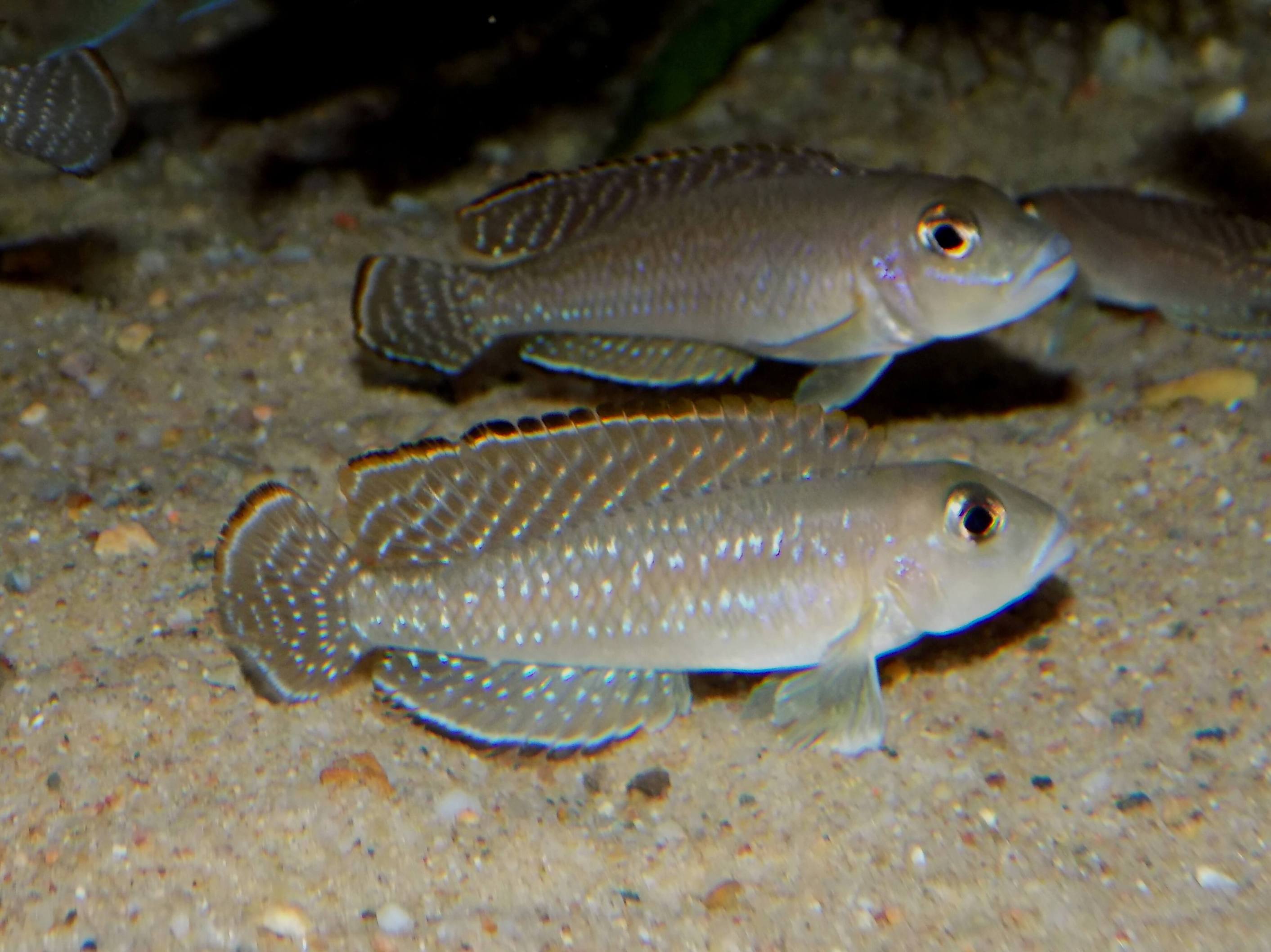 Lamprologus ornatipinnis - samci