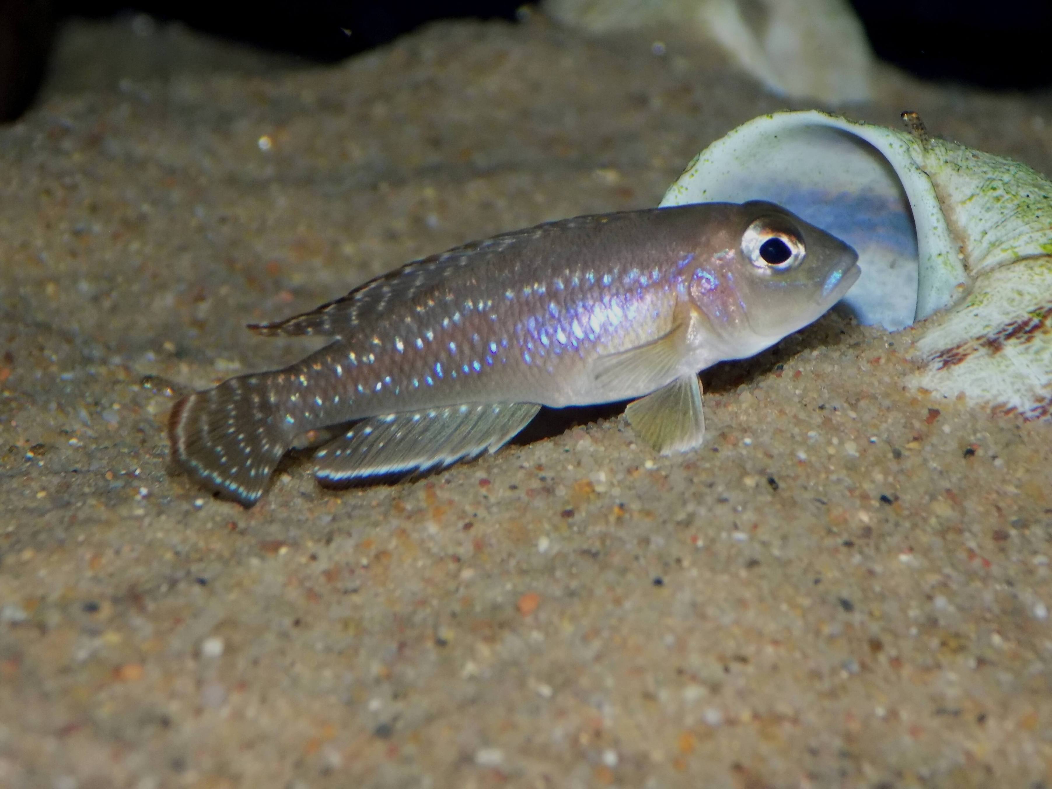 Lamprologus ornatipinnis - samice