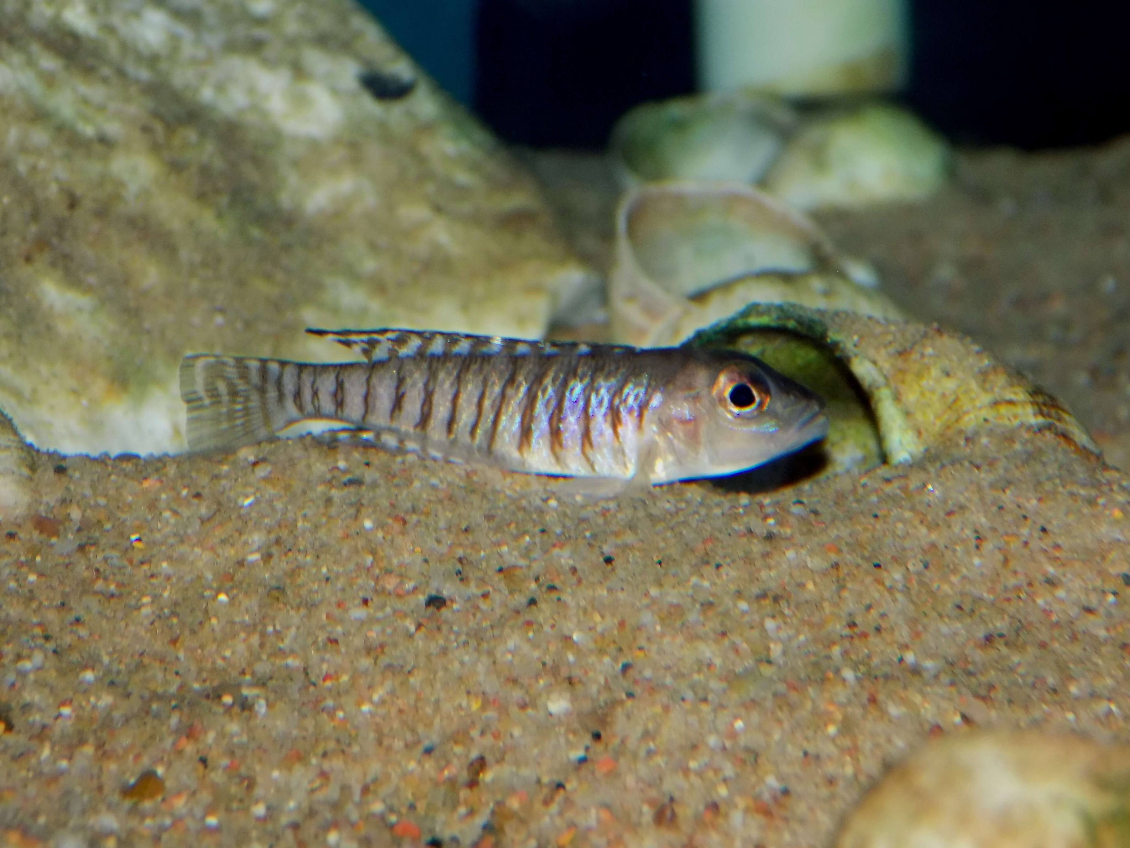 Lamprologus signatus Chimba - samec