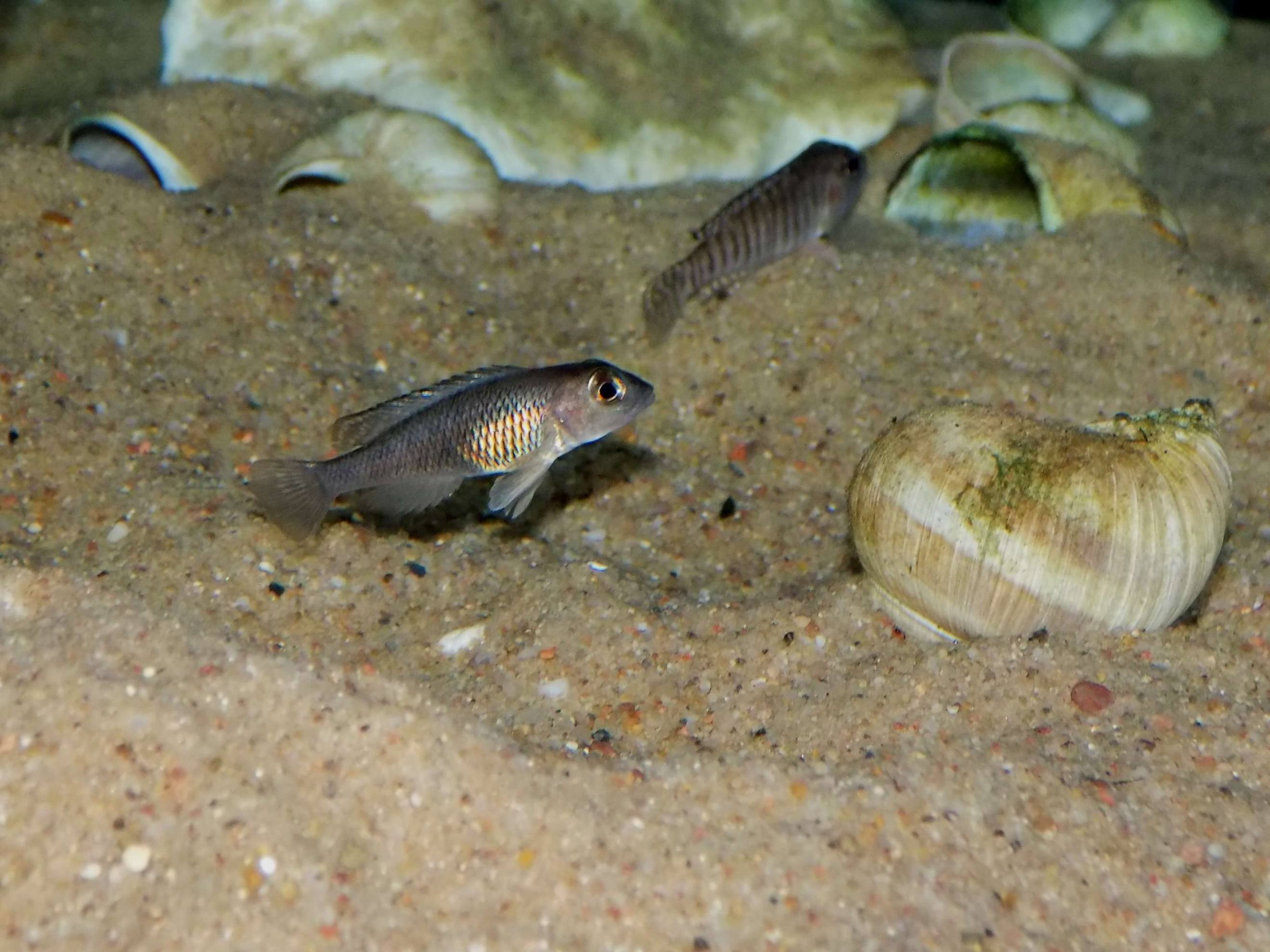 Lamprologus signatus Chimba - samica