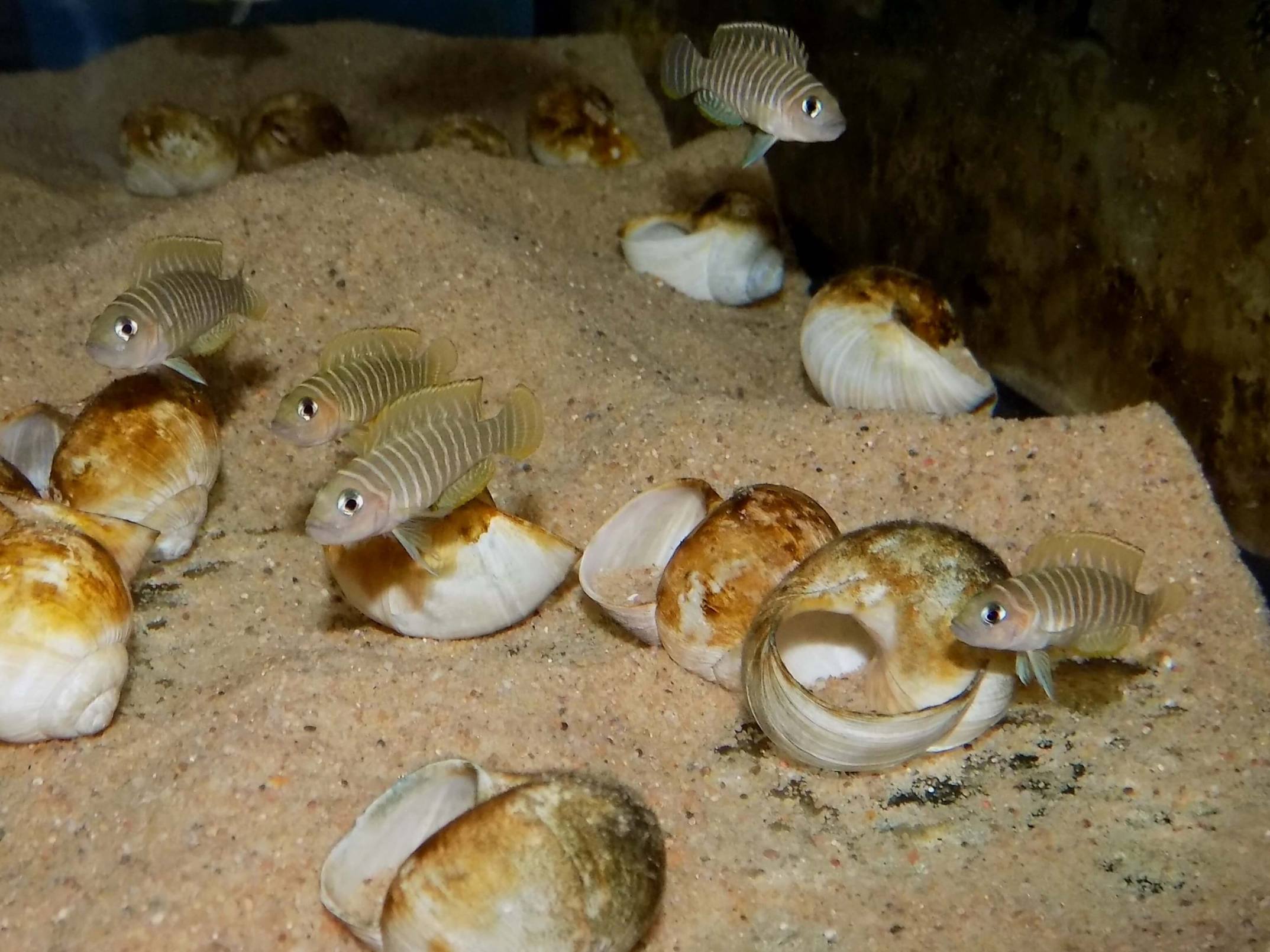 Lamprologus similis