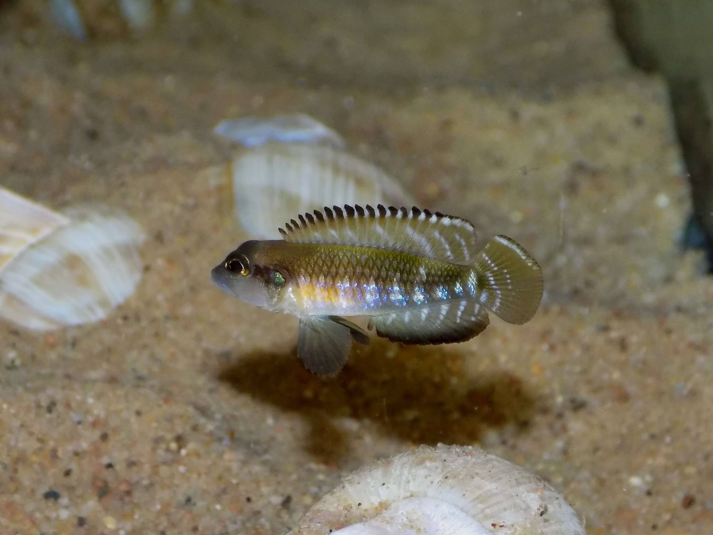 Lamprologus speciosus