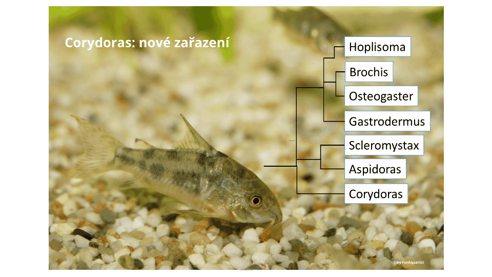Rewolucja w systematyce kirysków: Corydoras to już nie tylko Corydoras!