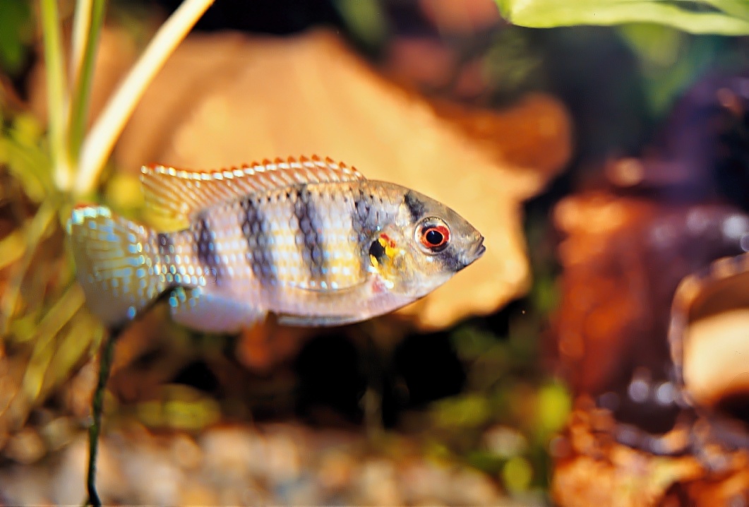 Dospelý samček Anomalochromis thomasi "Guinea"
