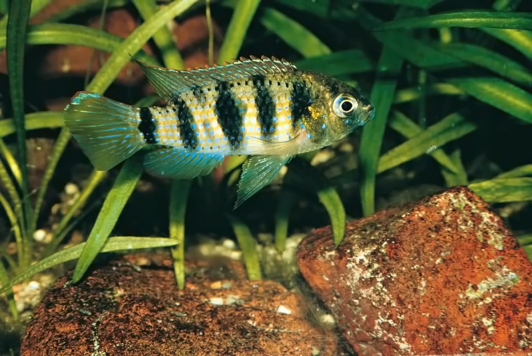 Mladá samička ešte nemá červeno sfarbené oči.