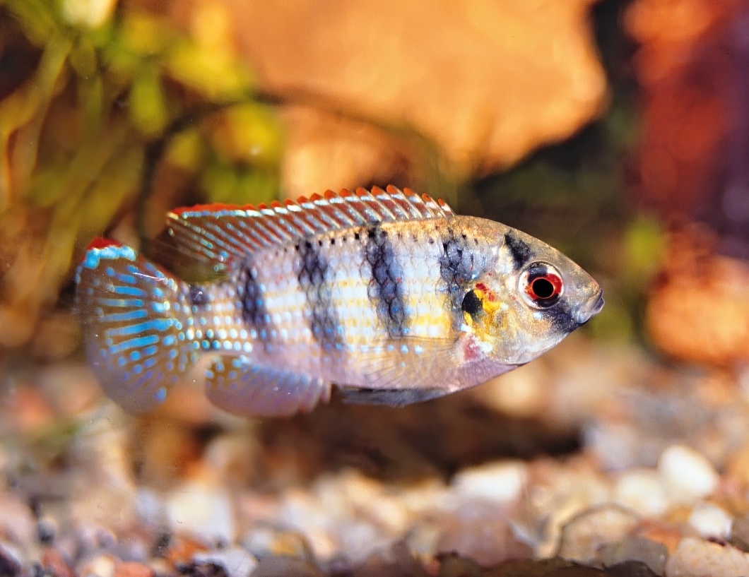 Samček je vždy väčší ako samička, mohutnejší.