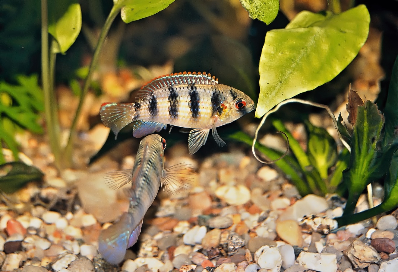 Samička sa dvorí samčekovi.