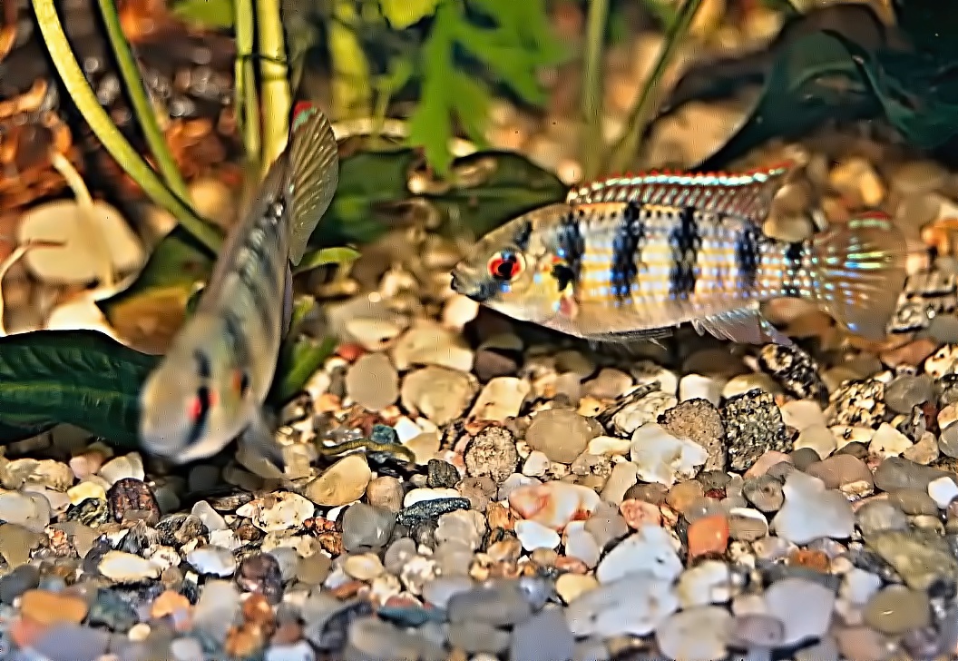 Samček sa ukazuje samičke v celej svojej kráse, začiatok trenia.
