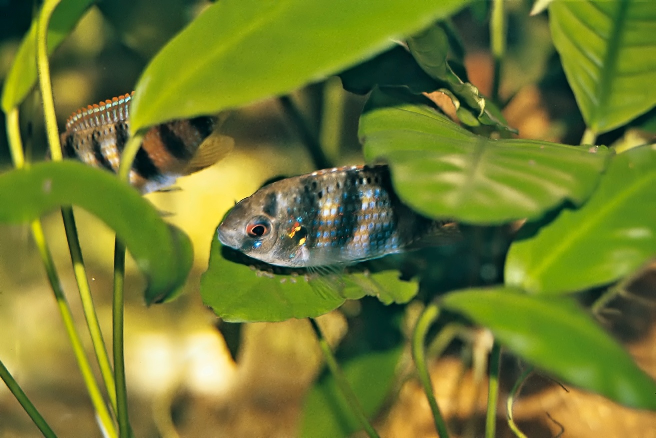 Najprv samička kladie ikry na list rastliny.

