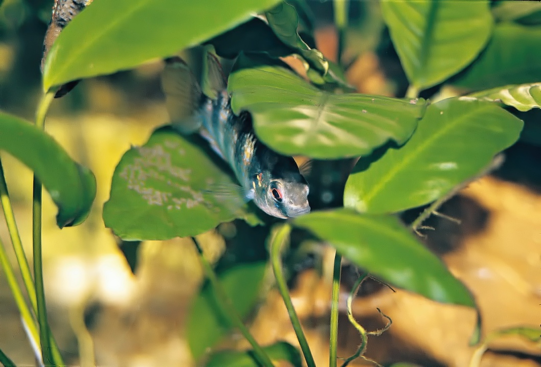 Samček ikry vzápätí oplodní.