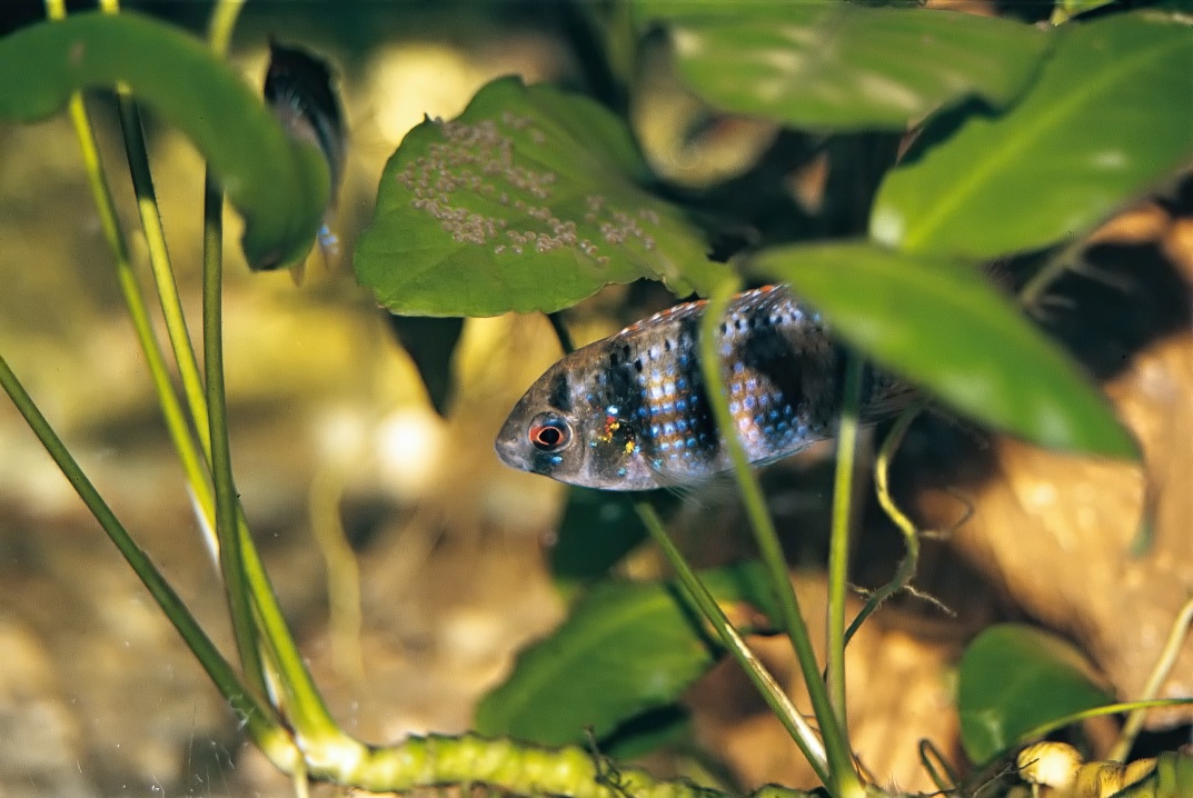Po vytrení je pri znáške neustále niektorý z partnerov.