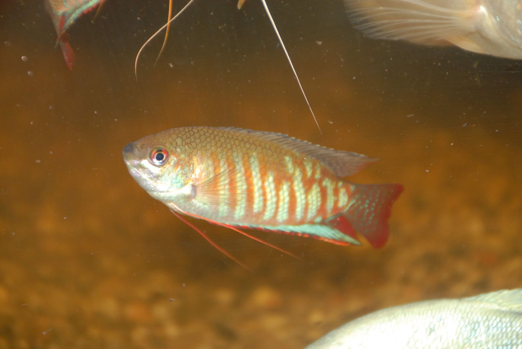 Trichogaster fasciatus, samiec