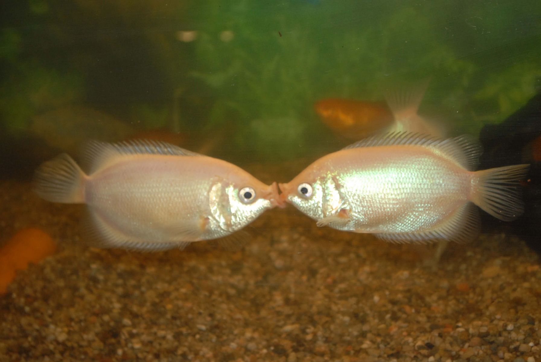 Trichogaster labiosus, pomarańczowy samiec