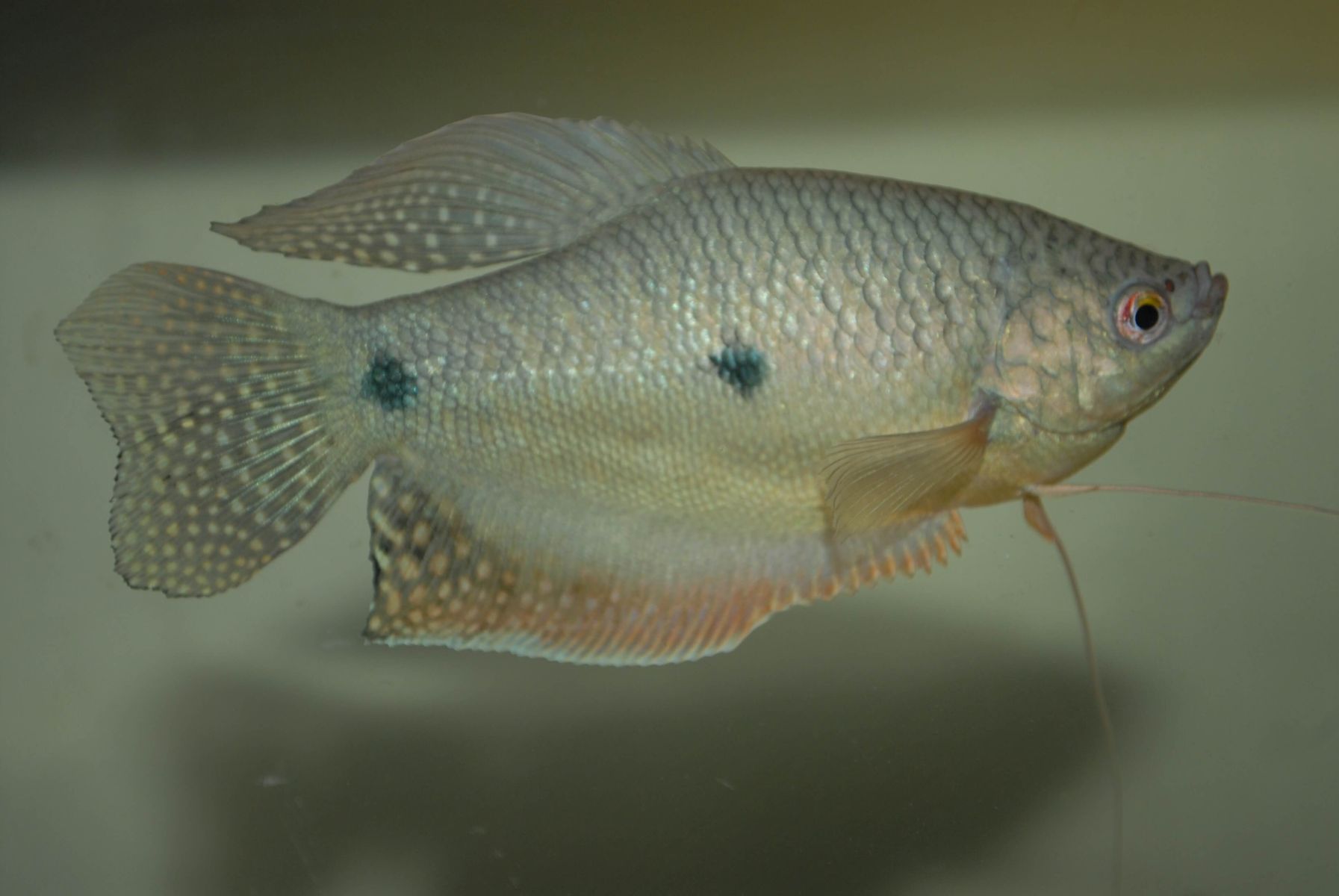 Trichogaster sumatranus, samiec