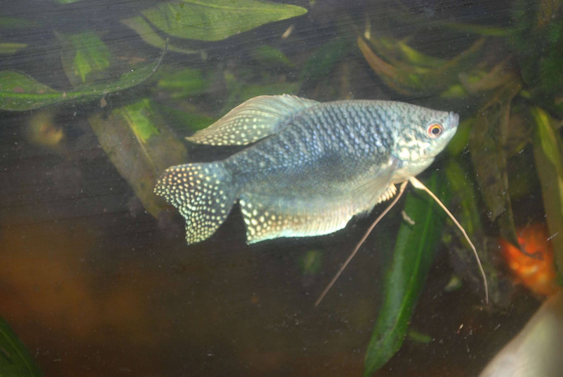 Trichogaster sumatranus, zmiana kolorów