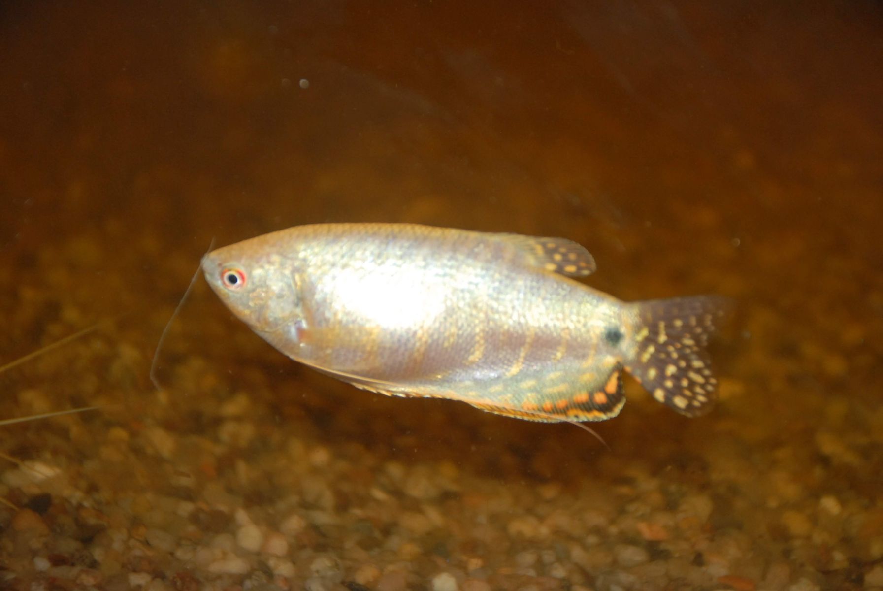 Złota forma karmiona cyklopem