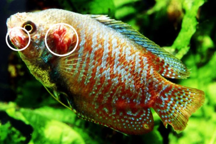 Fischkrankheiten: atypische Mykobakteriose oder Tuberkulose bei Aquarienfischen