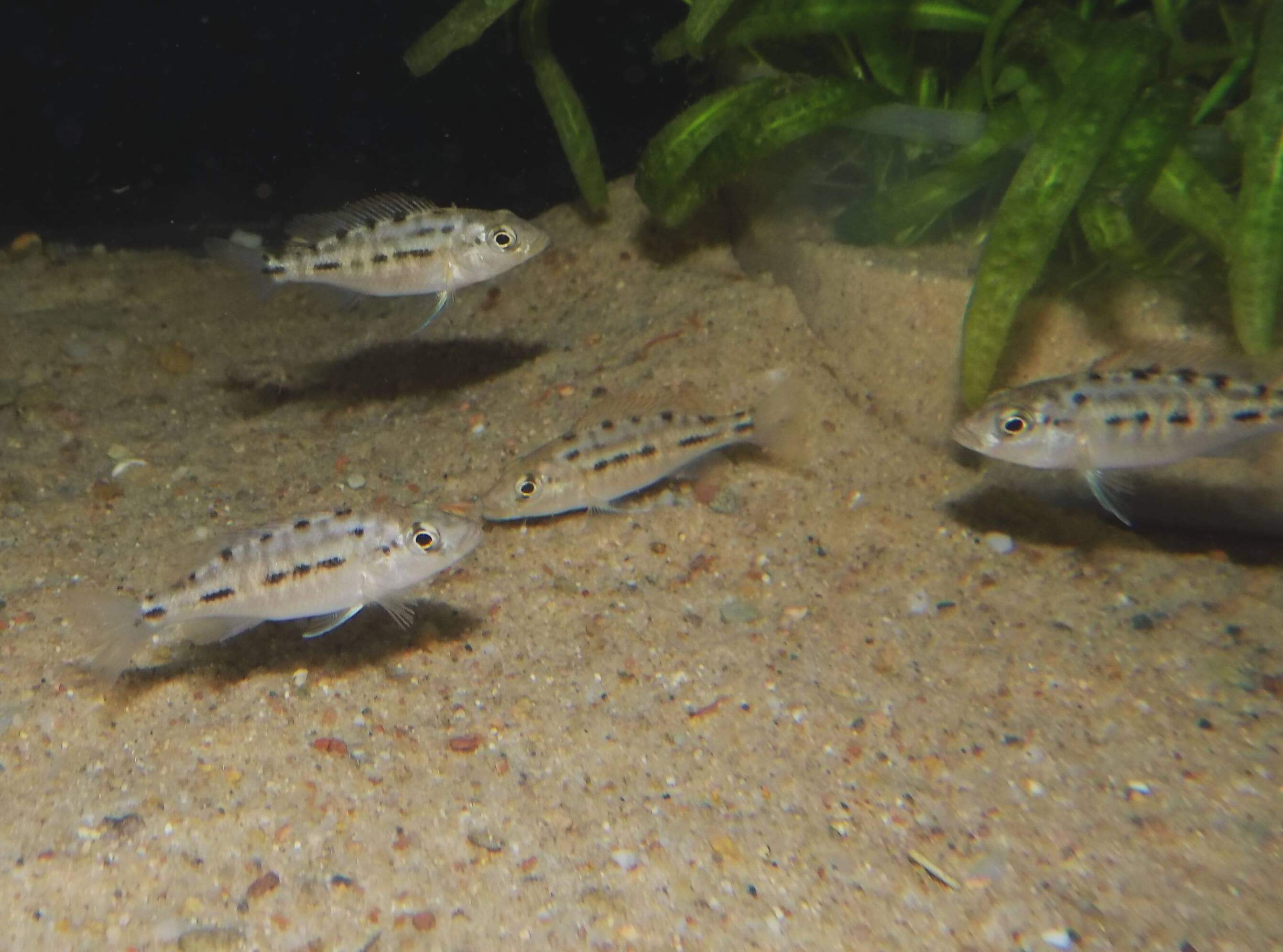 Tyrannochromis nigriventer