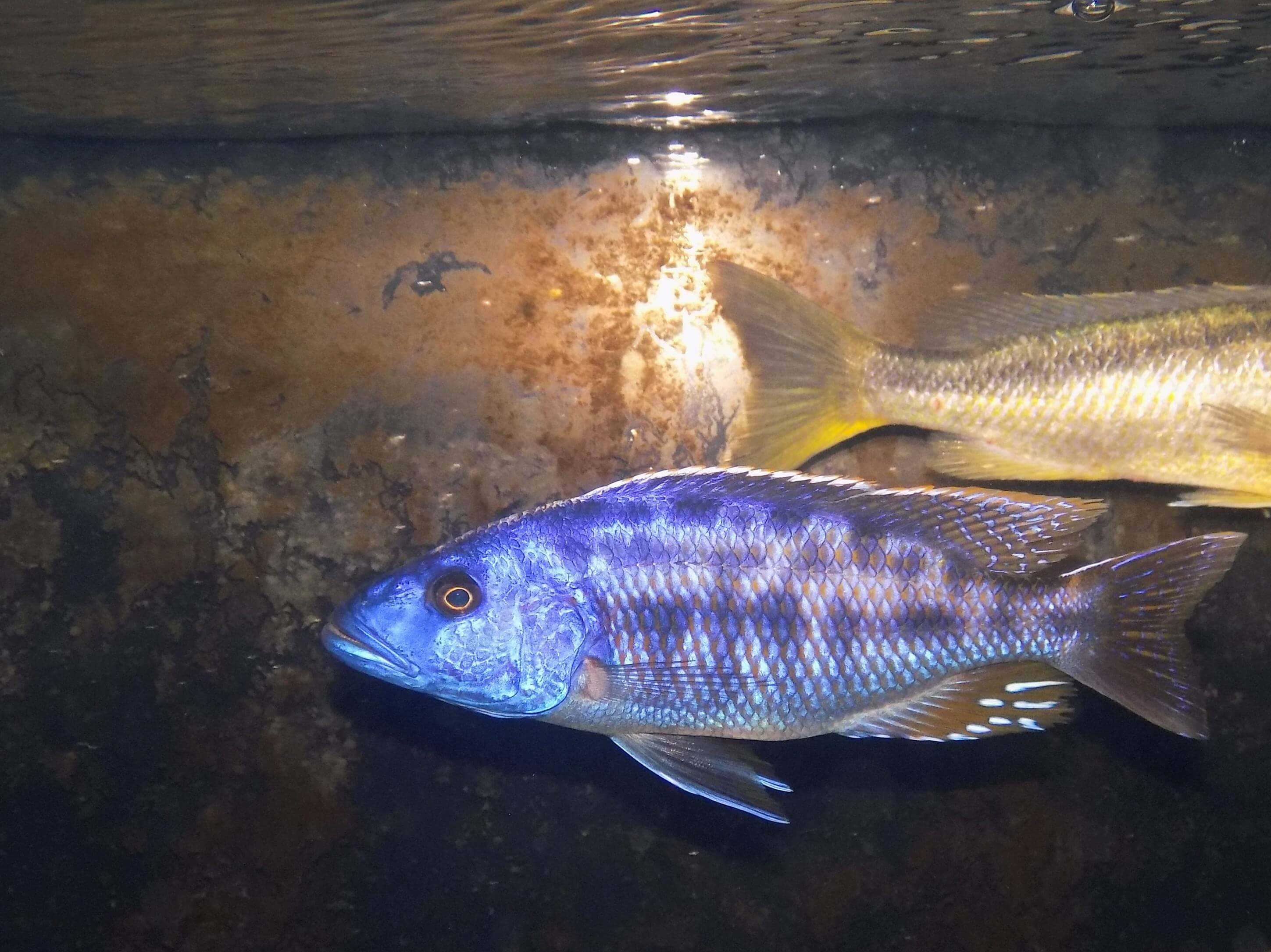 Tyrannochromis nigriventer samiec