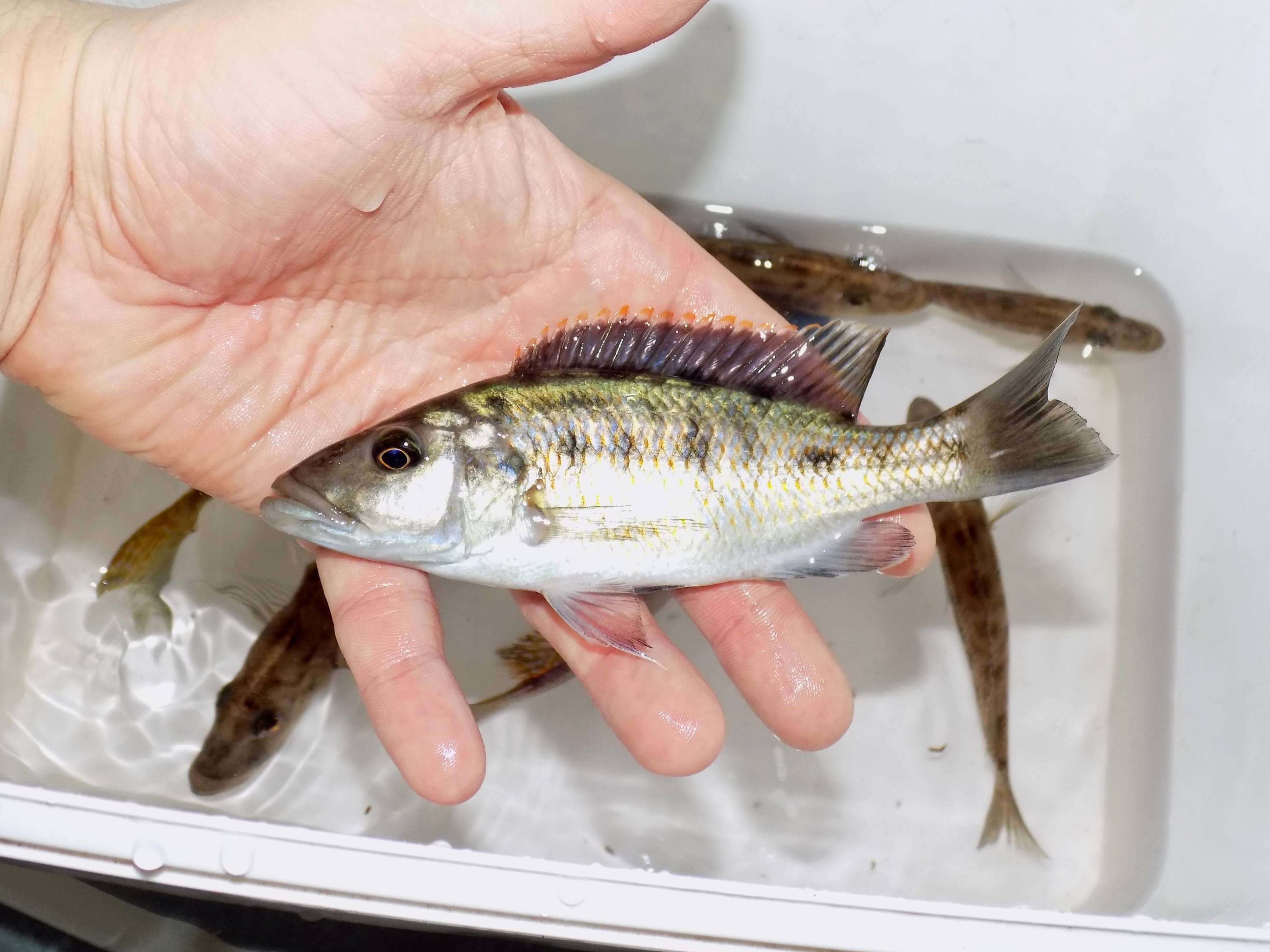 Tyrannochromis nigriventer samica