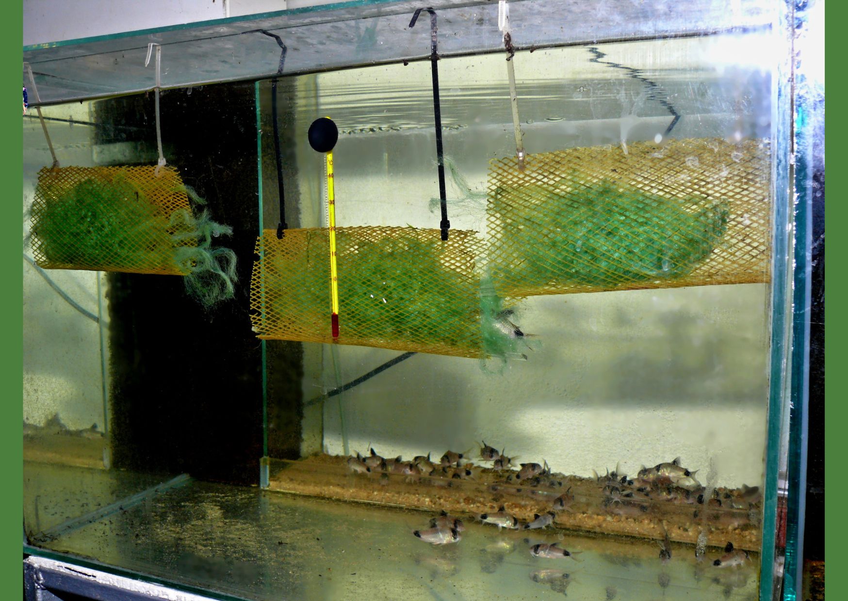 Jedna z možností pre výter pand vo veľkom.