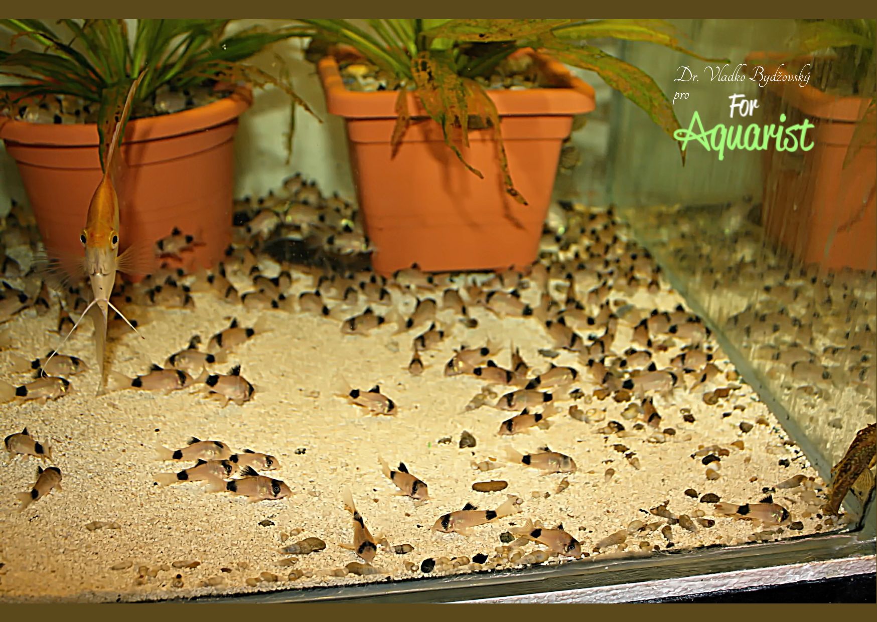 Na hejno odchovaných panciernikov je vždy pekný pohľad.