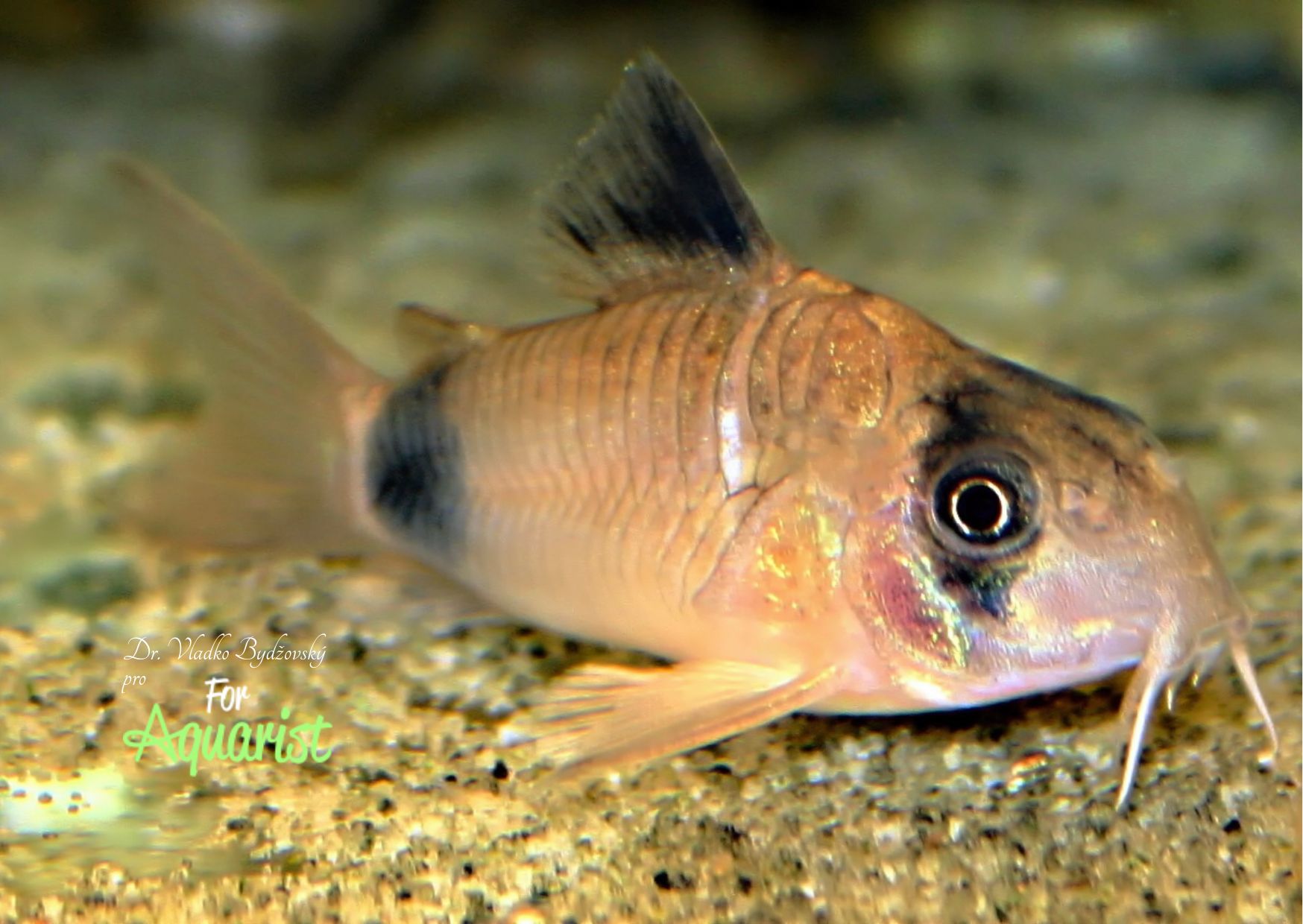 Vousky panciernikov sú pre ich život veľmi dôležité, preto na dno dáme jemný piesok, aby nedošlo k ich poškodeniu.