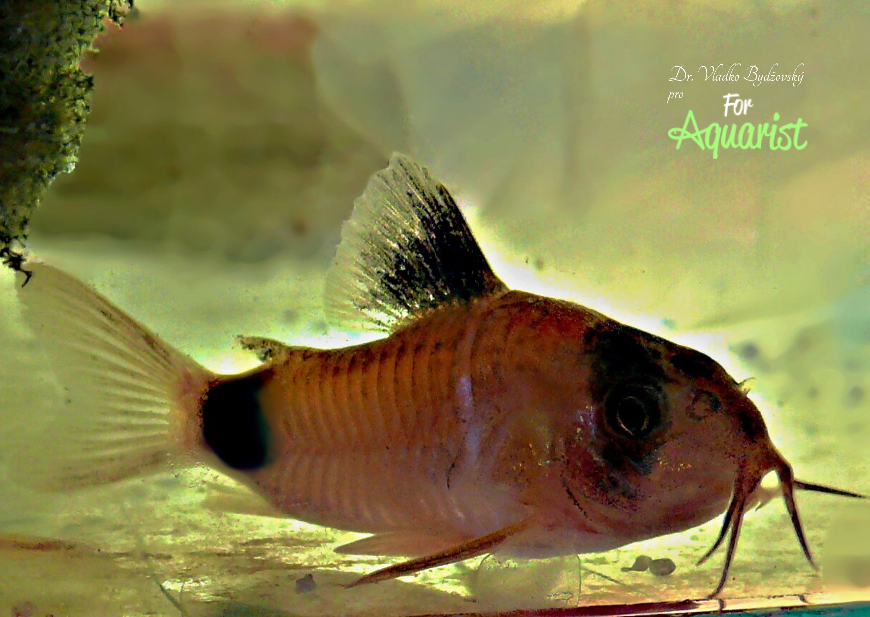 Mladá samička 7 mesiacov stará.