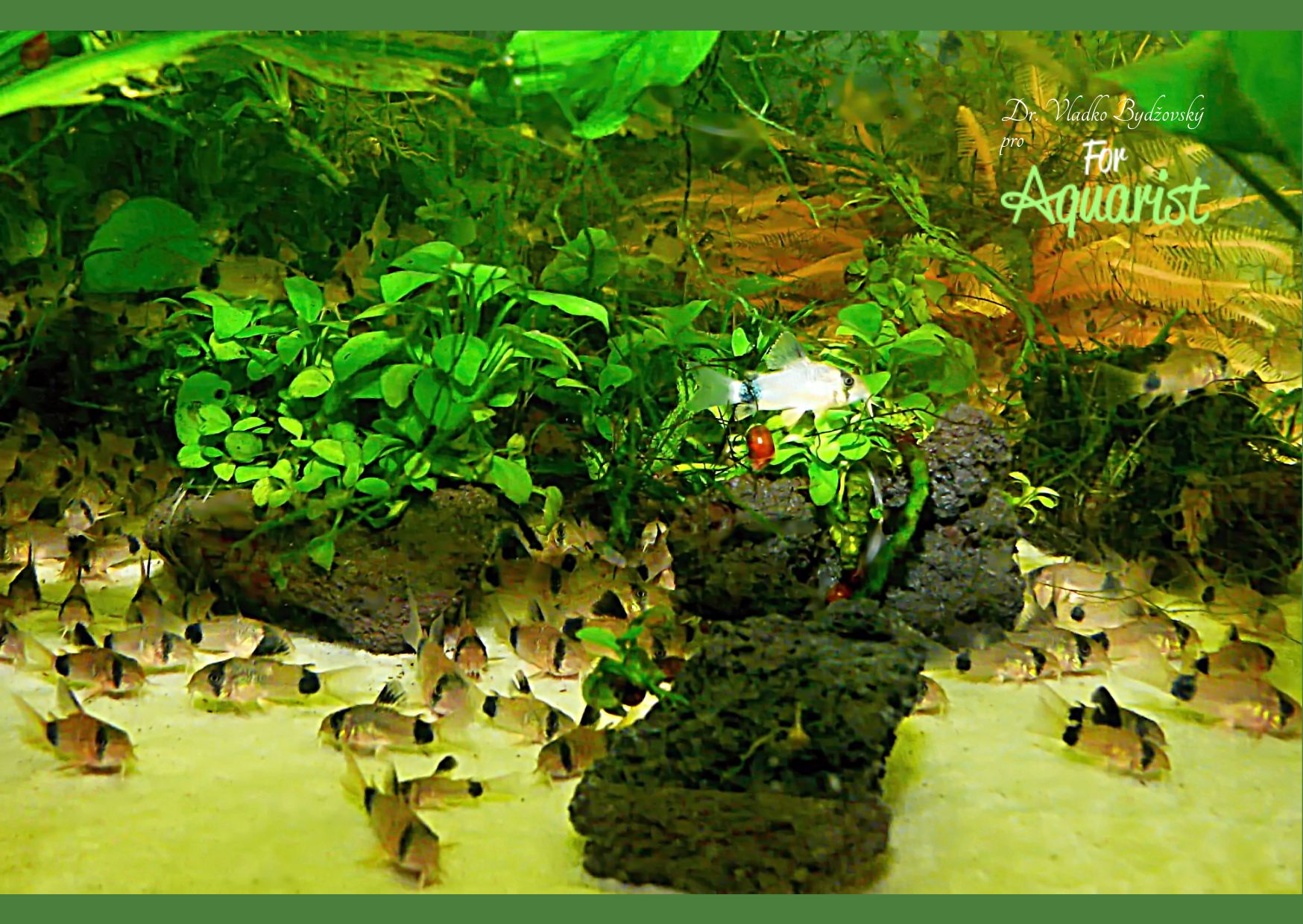 Pre pandy môžeme zariadiť aj druhové akvárium, v ktorom sa bude dariť rastlinkám.